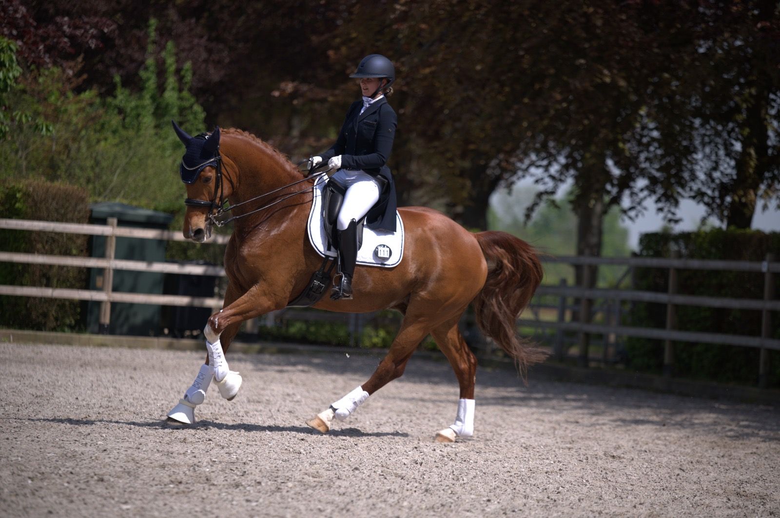 kwpn dressuurpaard ruin 11 anos vos à venda - Foto 4
