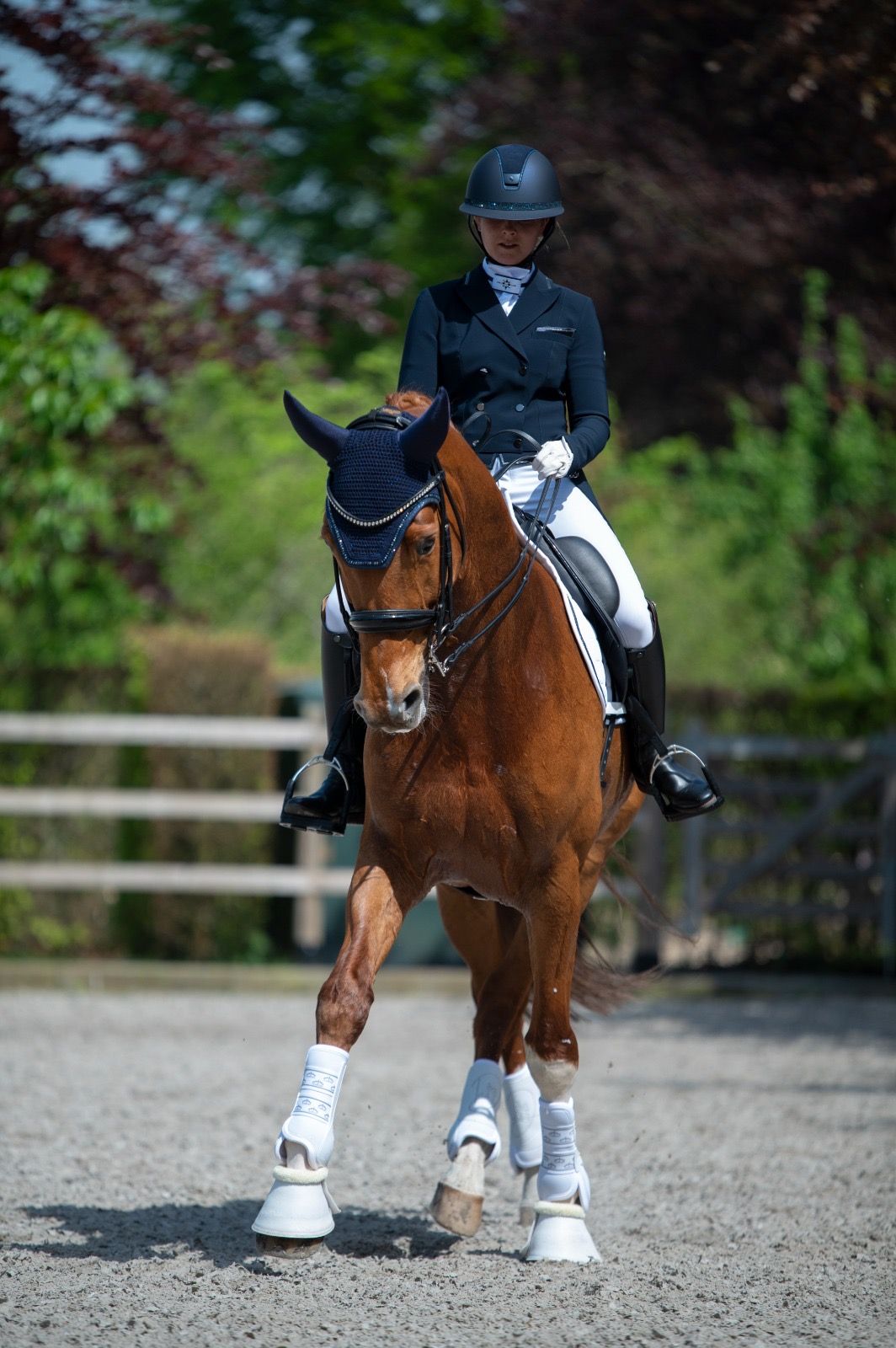 kwpn dressuurpaard ruin 11 anos vos à venda - Foto 3
