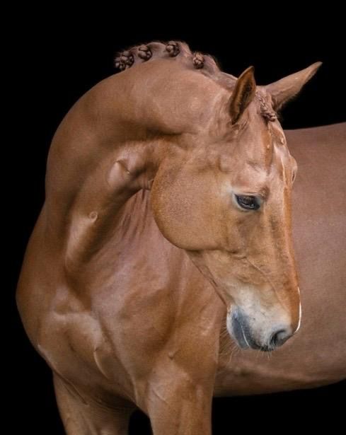 Talented ZZ-Licht dressage horse for sale