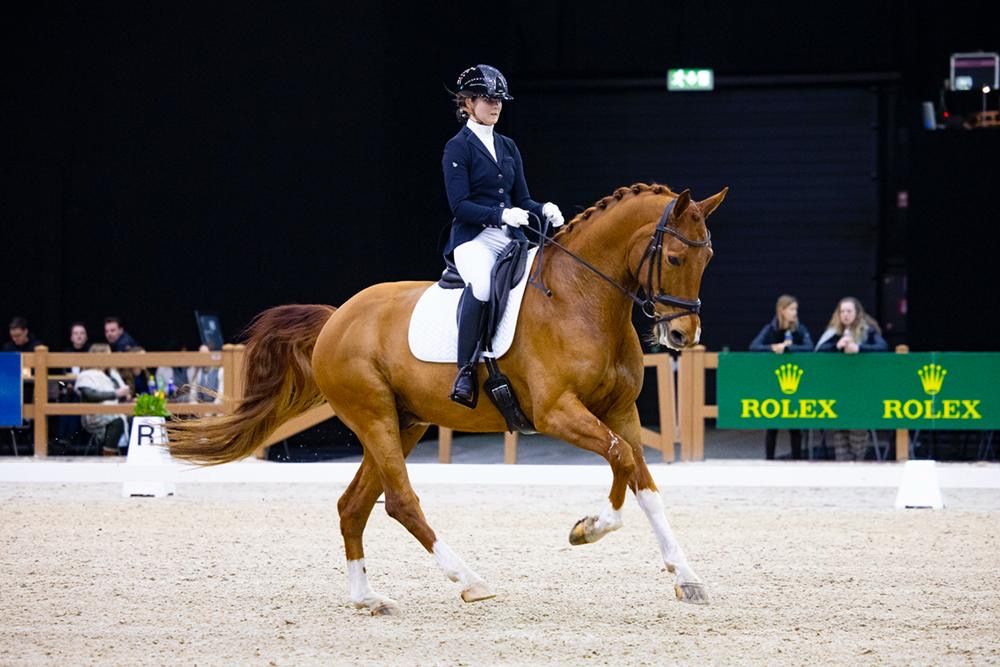 kwpn dressuurpaard ruin 11 anos vos à venda - Foto 6