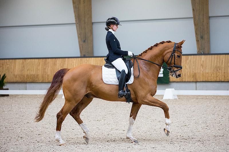 kwpn dressuurpaard ruin 11 anos vos à venda - Foto 5