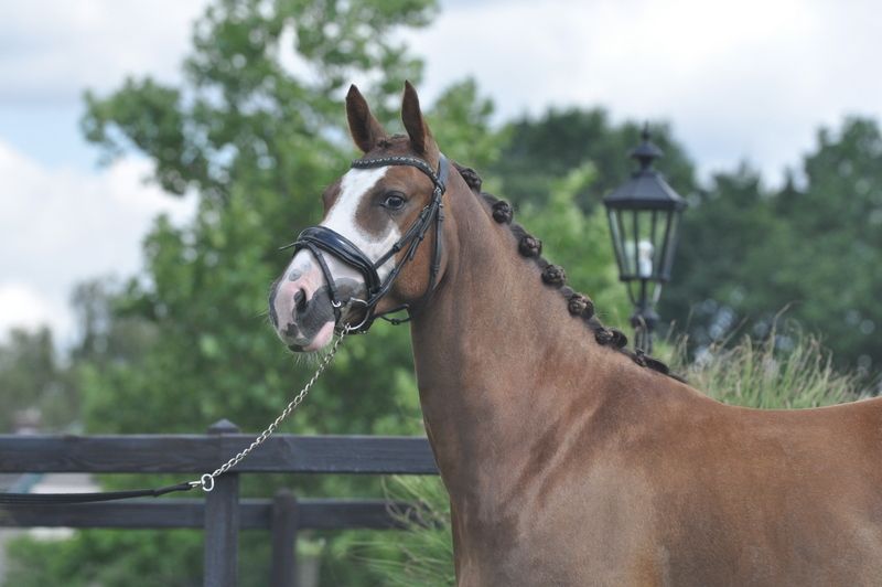 Handsome D pony