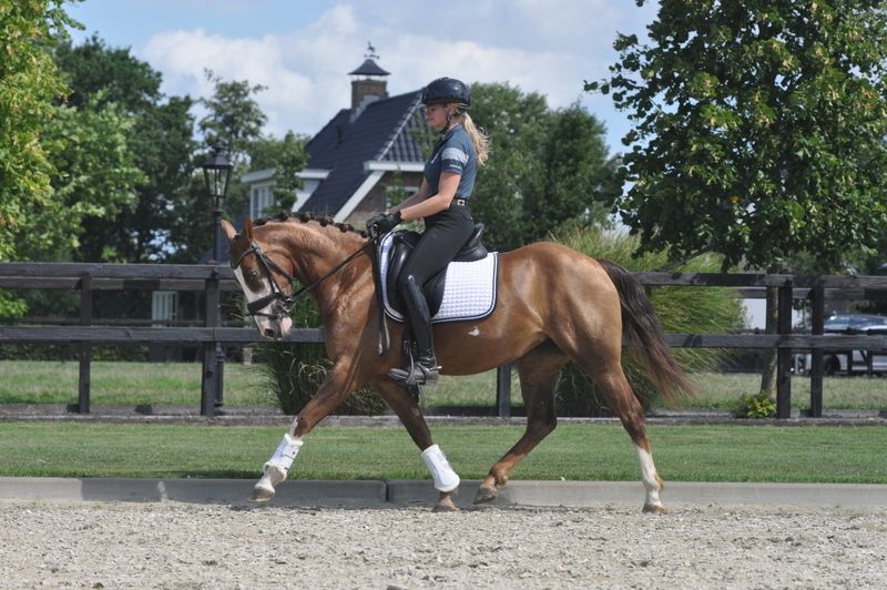 springpony merrie 4 years old vos for sale - Photo 3