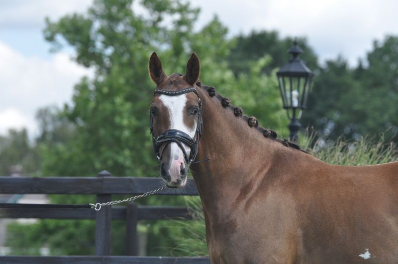 springpony merrie 4 years old vos for sale - Photo 4