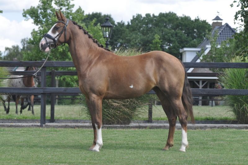 springpony merrie 4 years old vos for sale - Photo 2