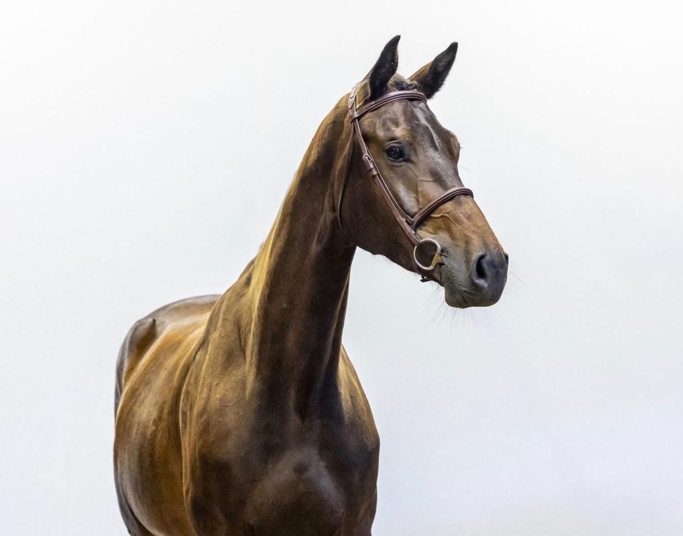 kwpn springpaard merrie 4 岁 donkerbruin 出售 - 照片 2