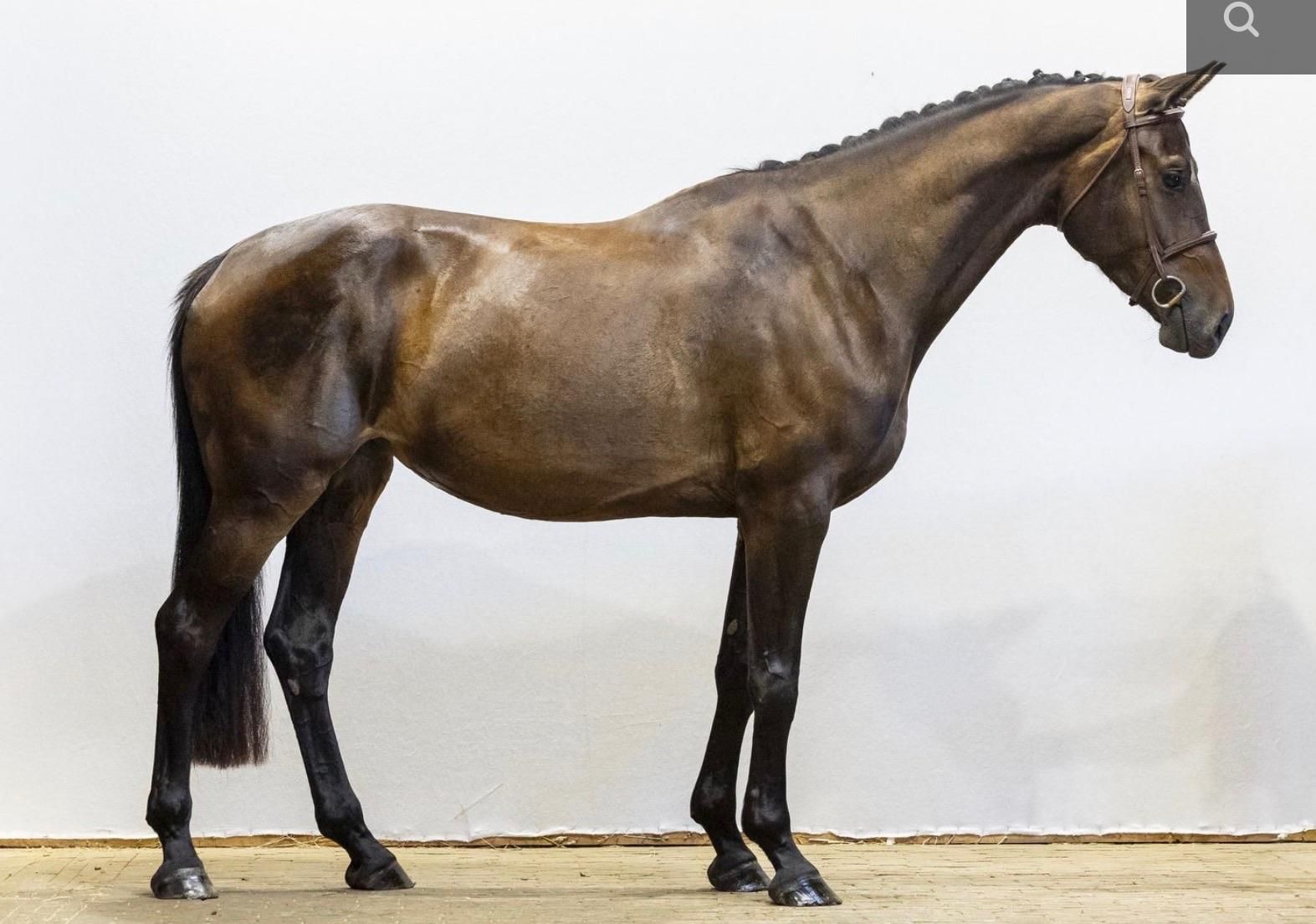 kwpn springpaard merrie 4 岁 donkerbruin 出售 - 照片 3