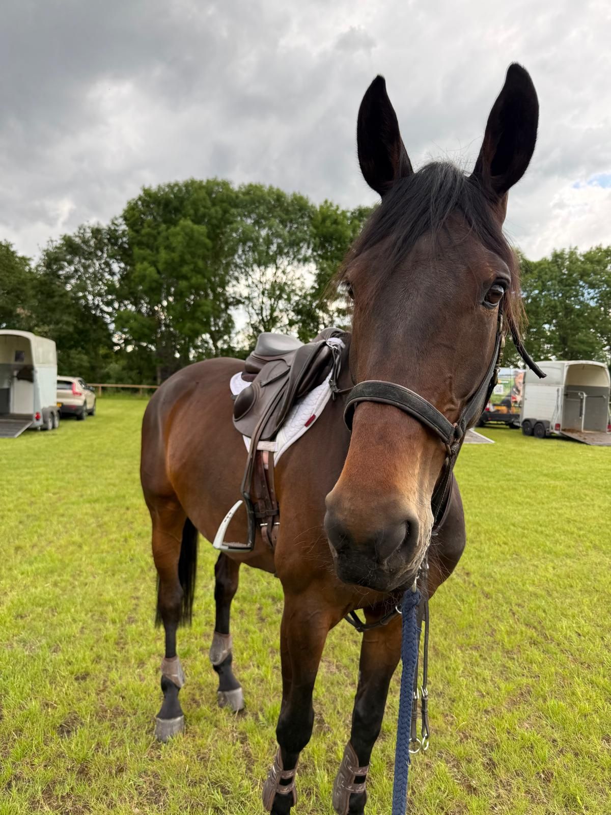 selle-francais eventingpaard merrie 9 år donkerbruin till salu - Foto 4