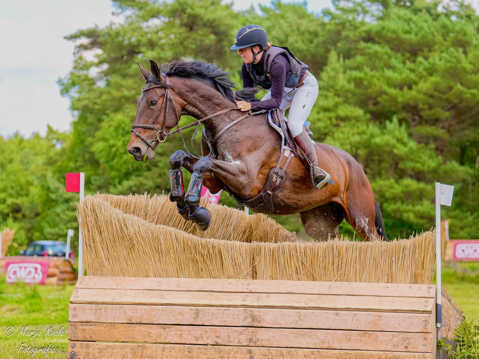 Toppstammad 9-årigt internationellt fälttävlanssto e. Kannan - 1*