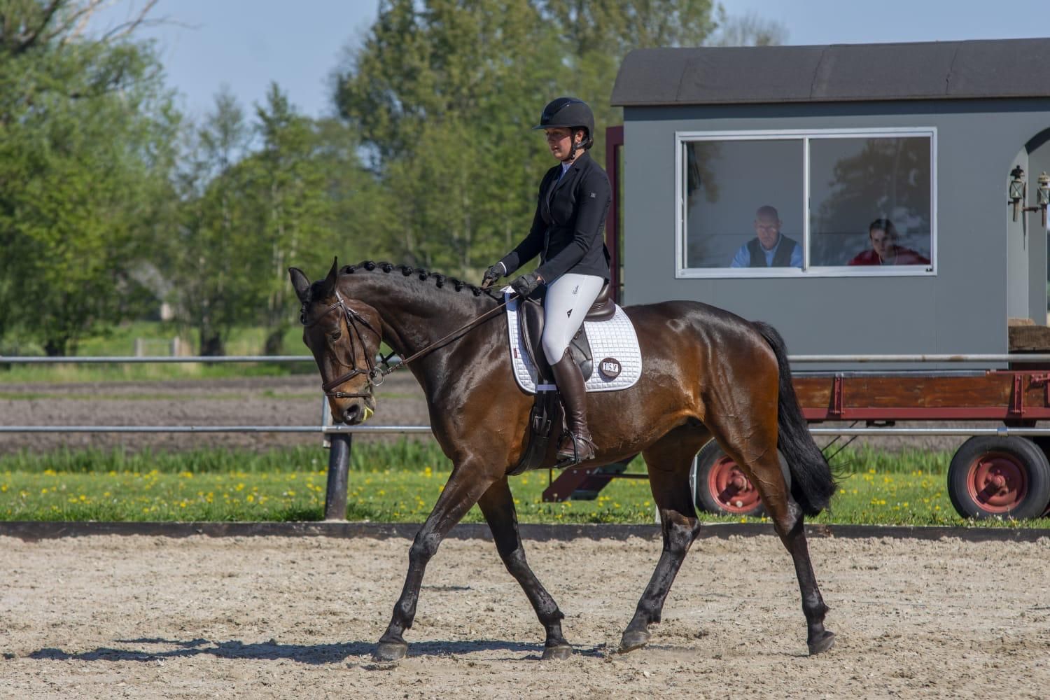 selle-francais eventingpaard merrie 9 år donkerbruin till salu - Foto 3