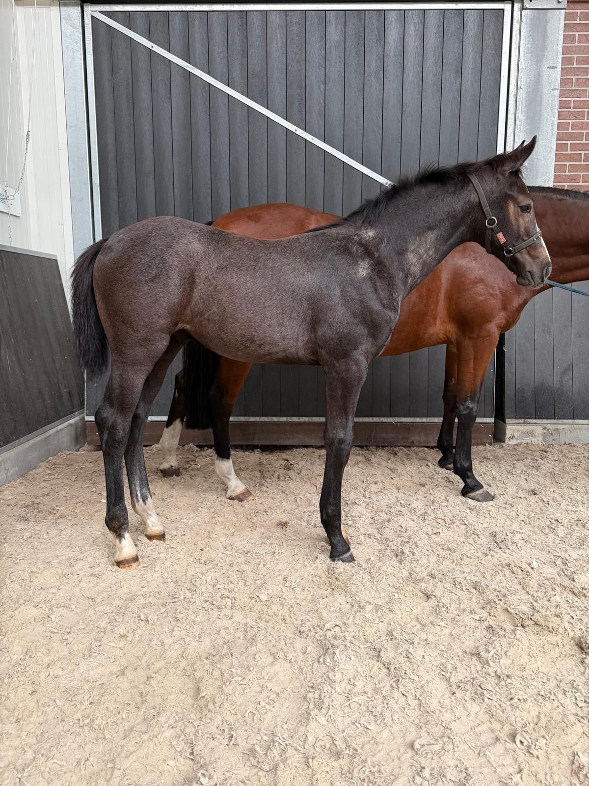 kwpn springpaard hengst 0 años schimmel en venta - Foto 3