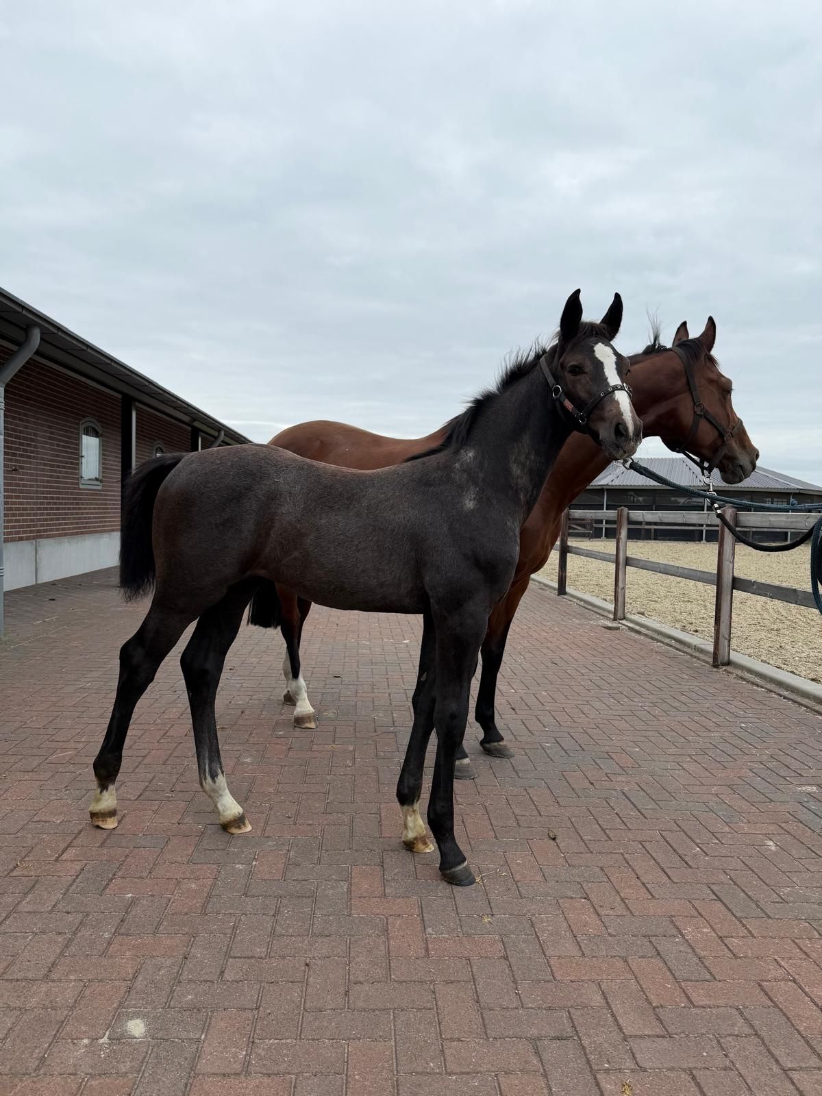 kwpn springpaard hengst 0 años schimmel en venta - Foto 2