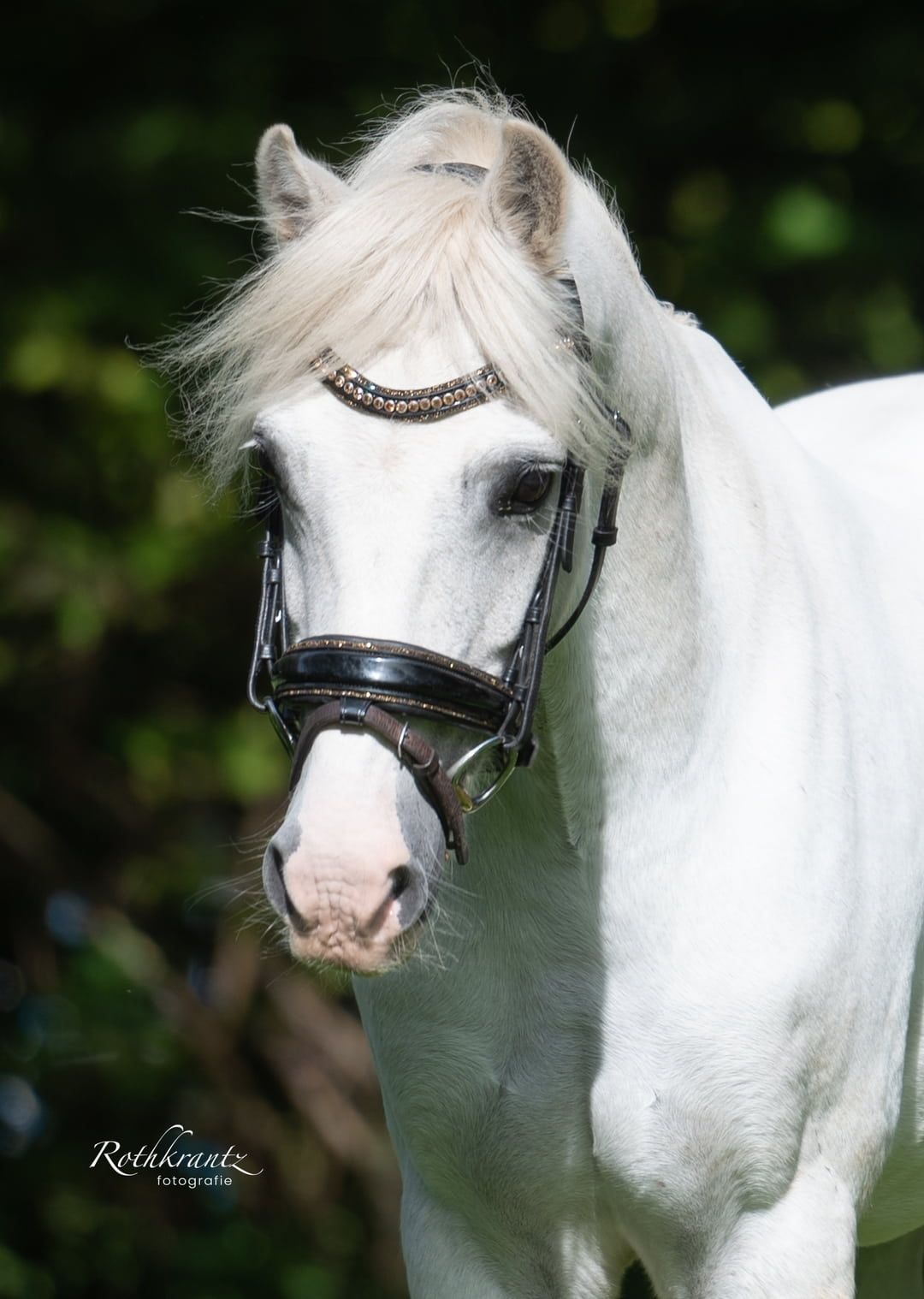 Allrounder C-kinderpony
