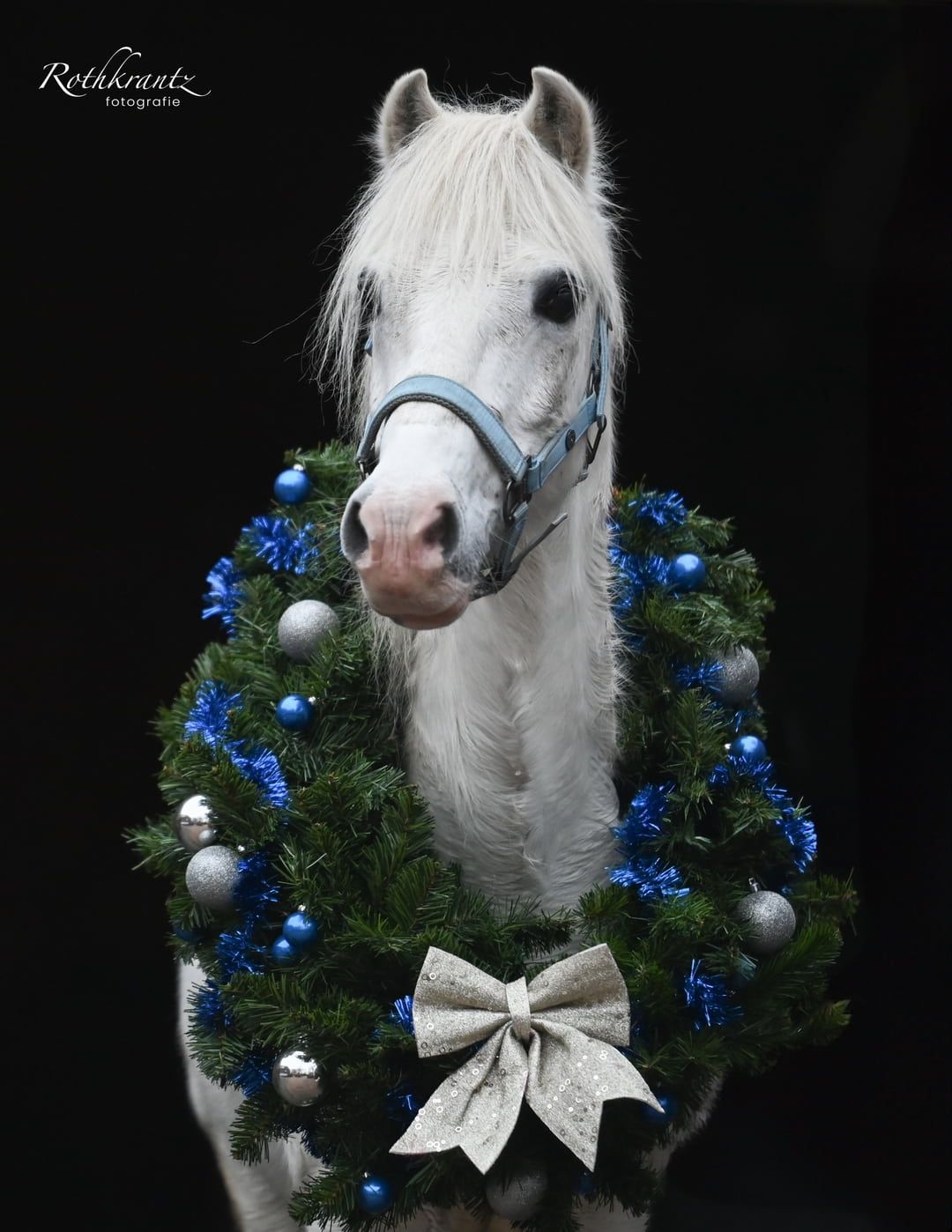 welsh allround-pony ruin 19 jaar schimmel te koop - Foto 5
