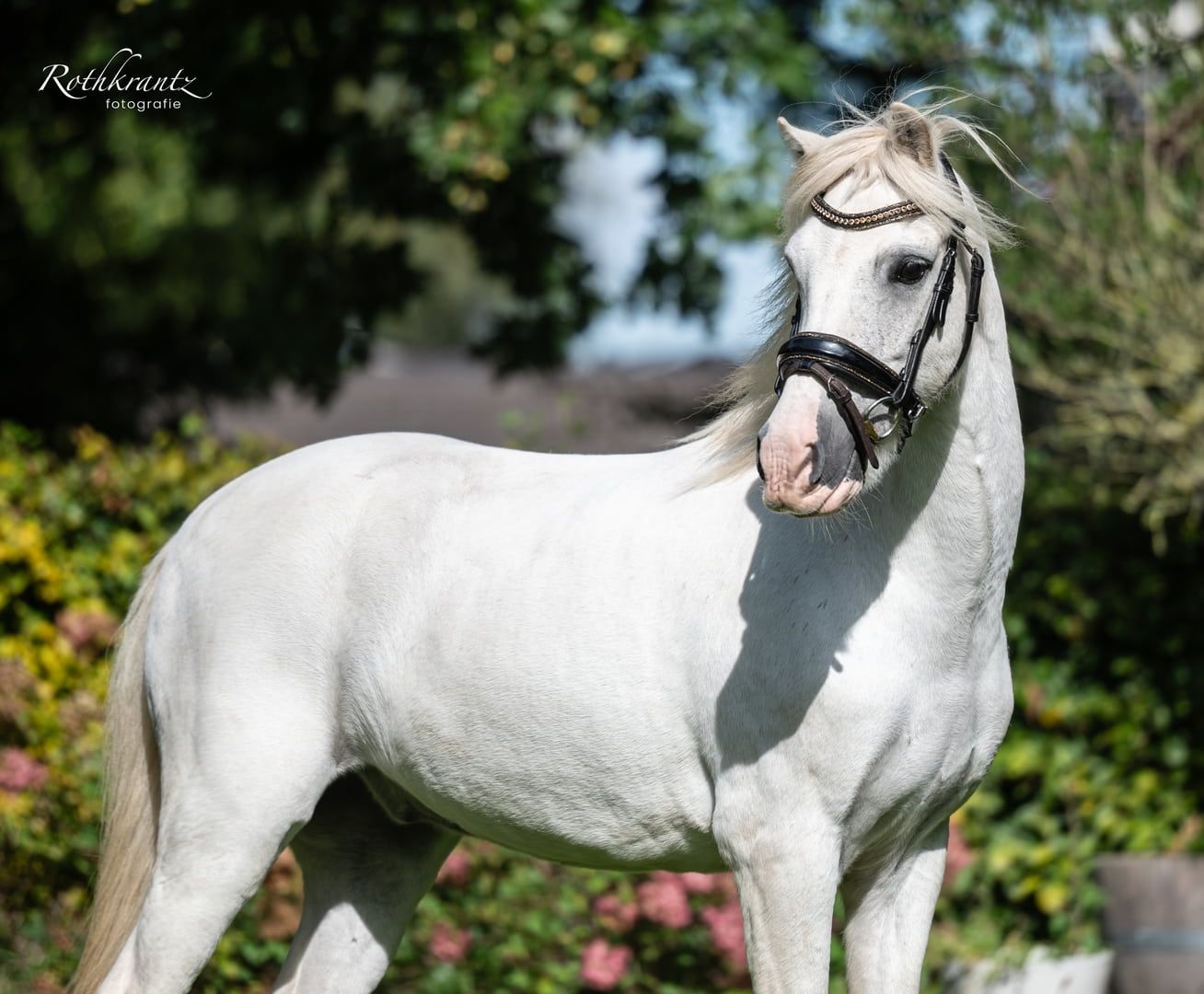 welsh allround-pony ruin 19 jaar schimmel te koop - Foto 2