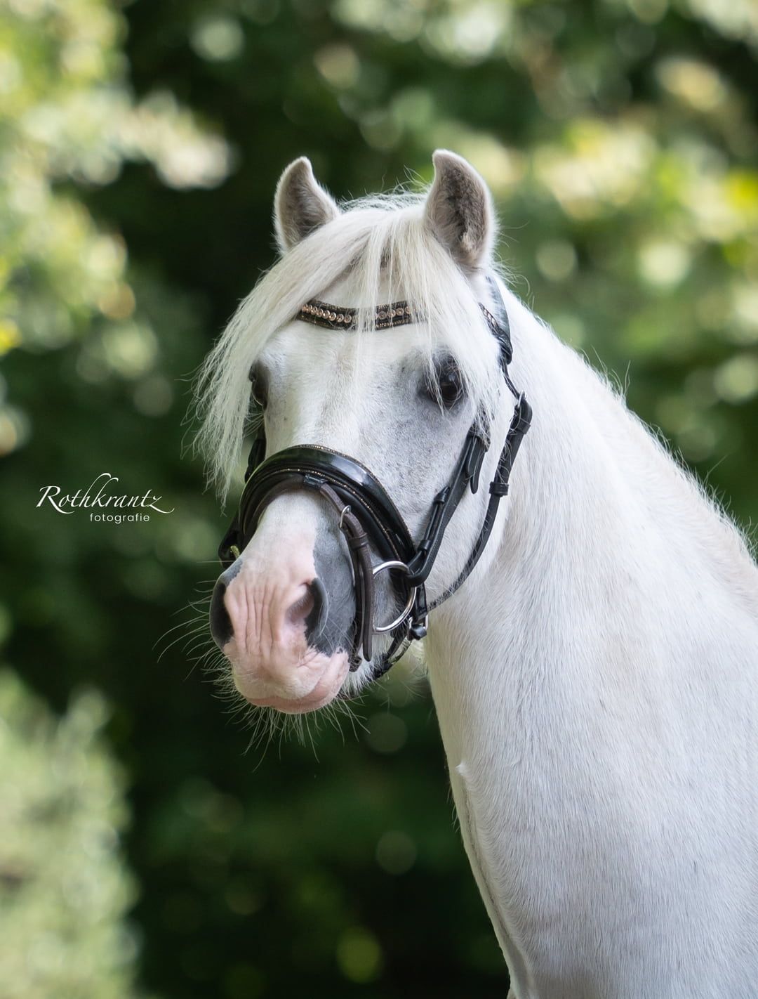 welsh allround-pony ruin 19 jaar schimmel te koop - Foto 4