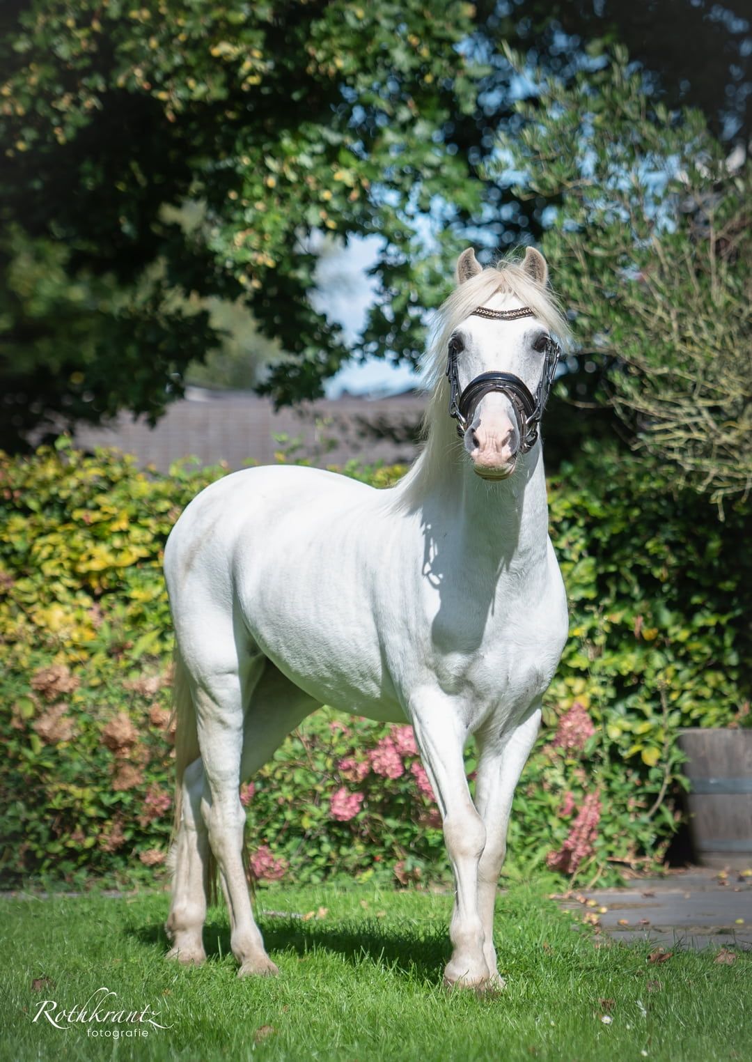 welsh allround-pony ruin 19 jaar schimmel te koop - Foto 3