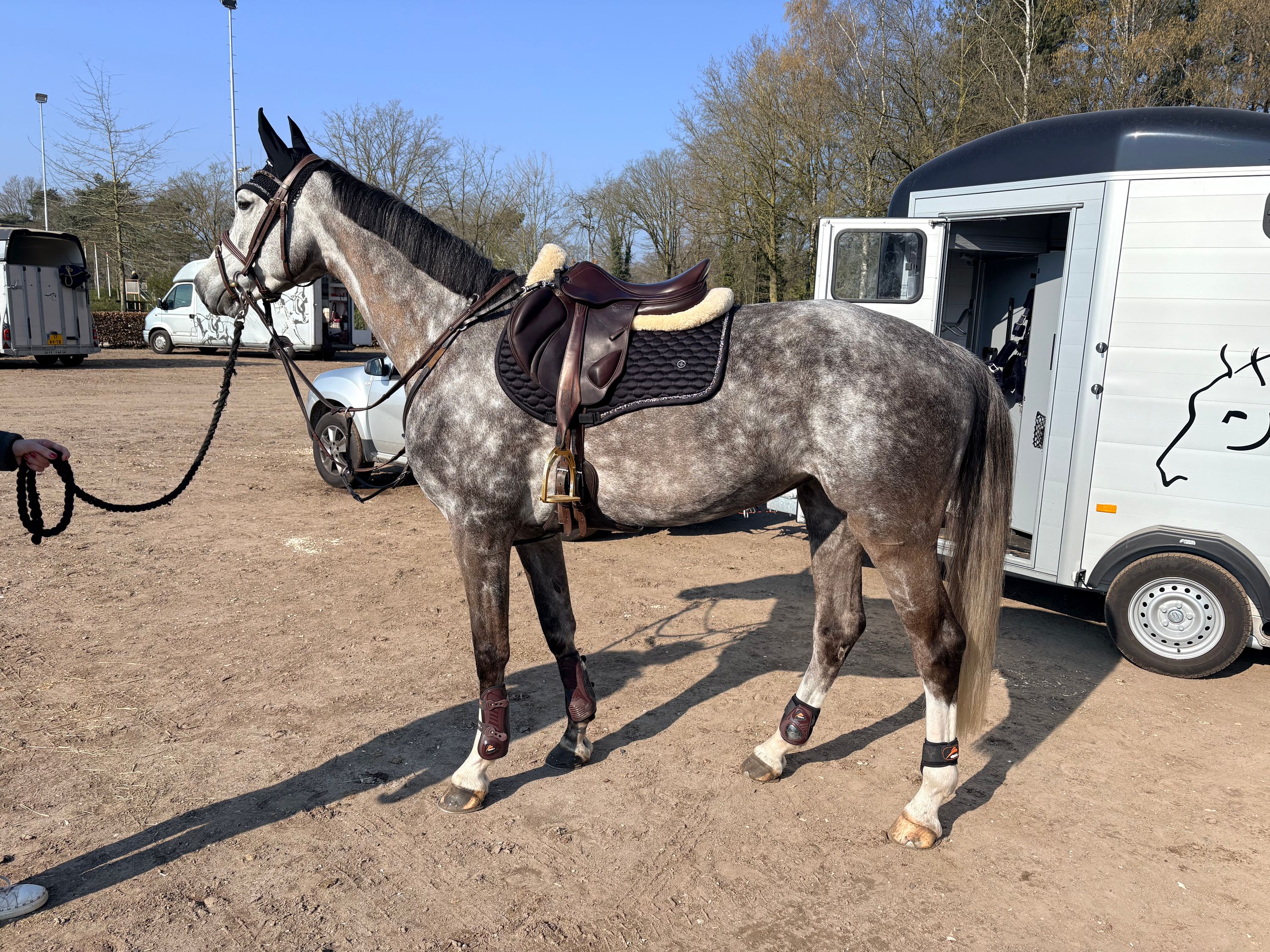 kwpn springpaard merrie 6 Jahre alt schimmel zu verkaufen - Foto 2