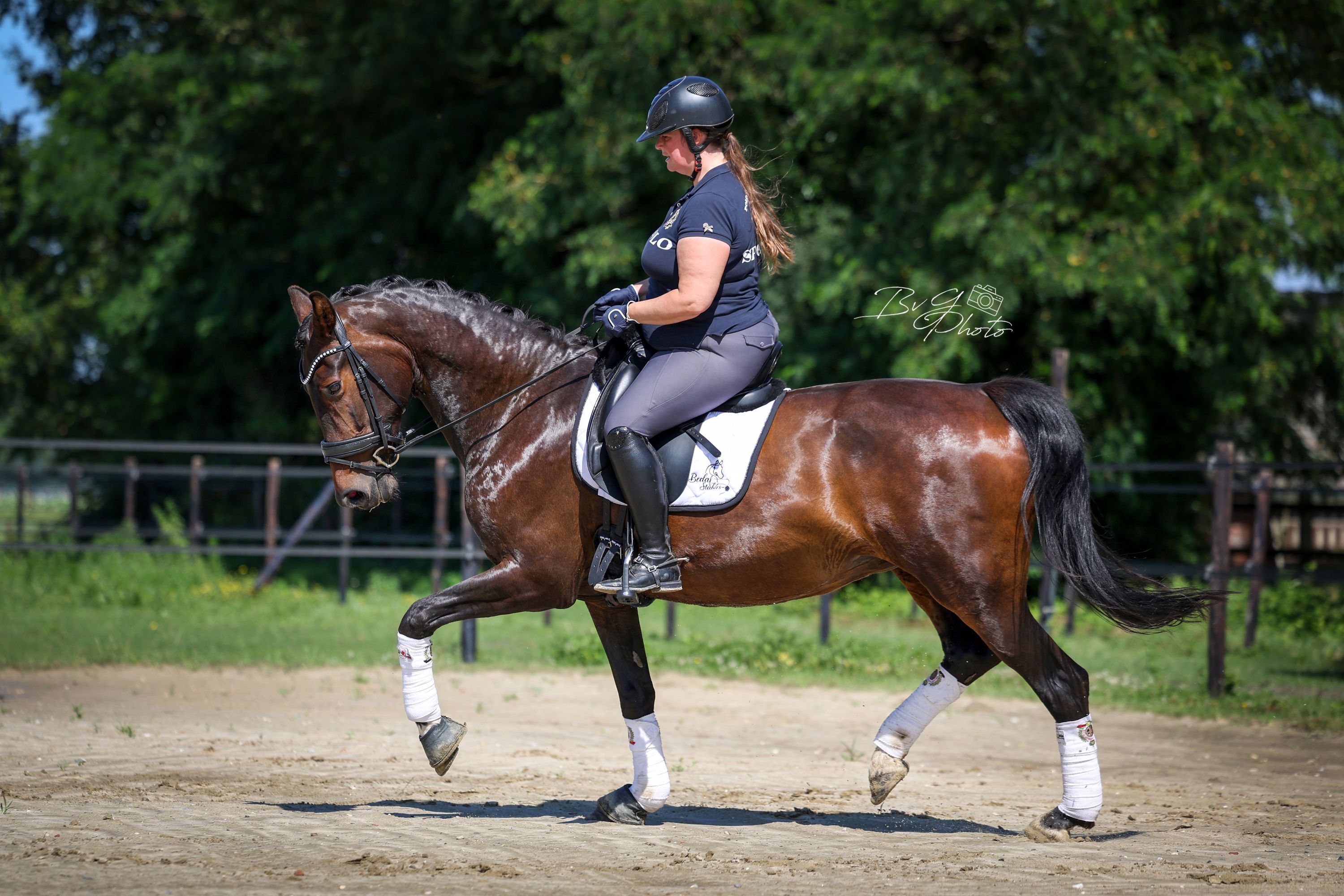 kwpn dressuurpaard merrie 8 years old donkerbruin for sale - Photo 2