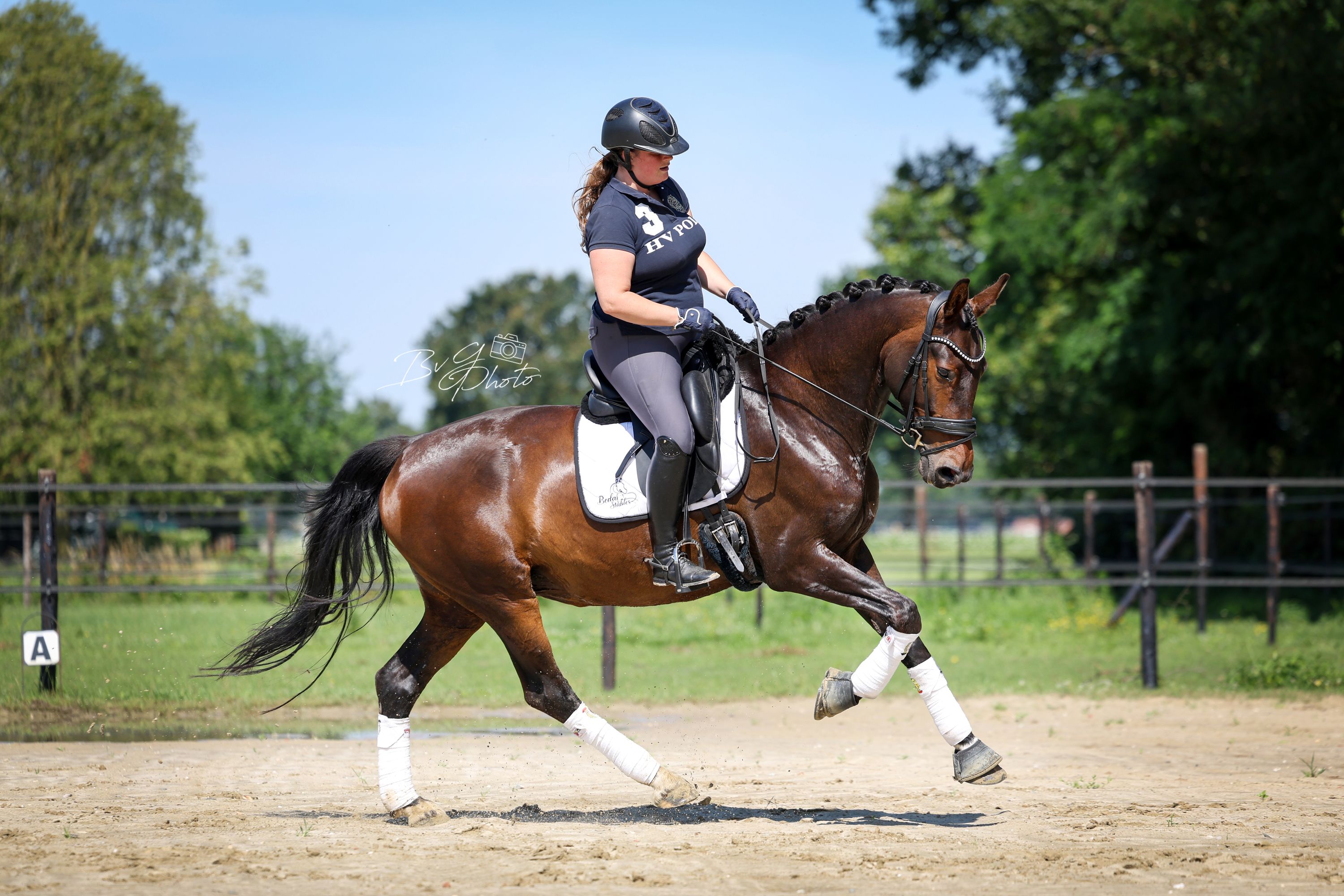 kwpn dressuurpaard merrie 8 years old donkerbruin for sale - Photo 3