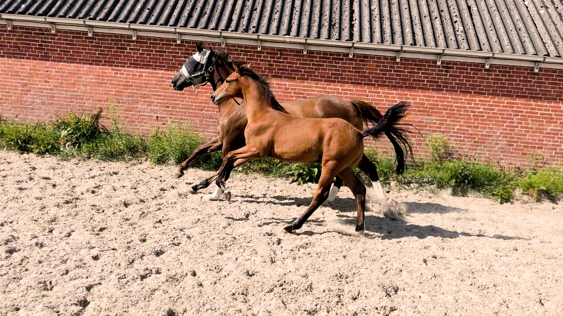 Hengstfohlen Carrera VDL x Elvis ter Putte