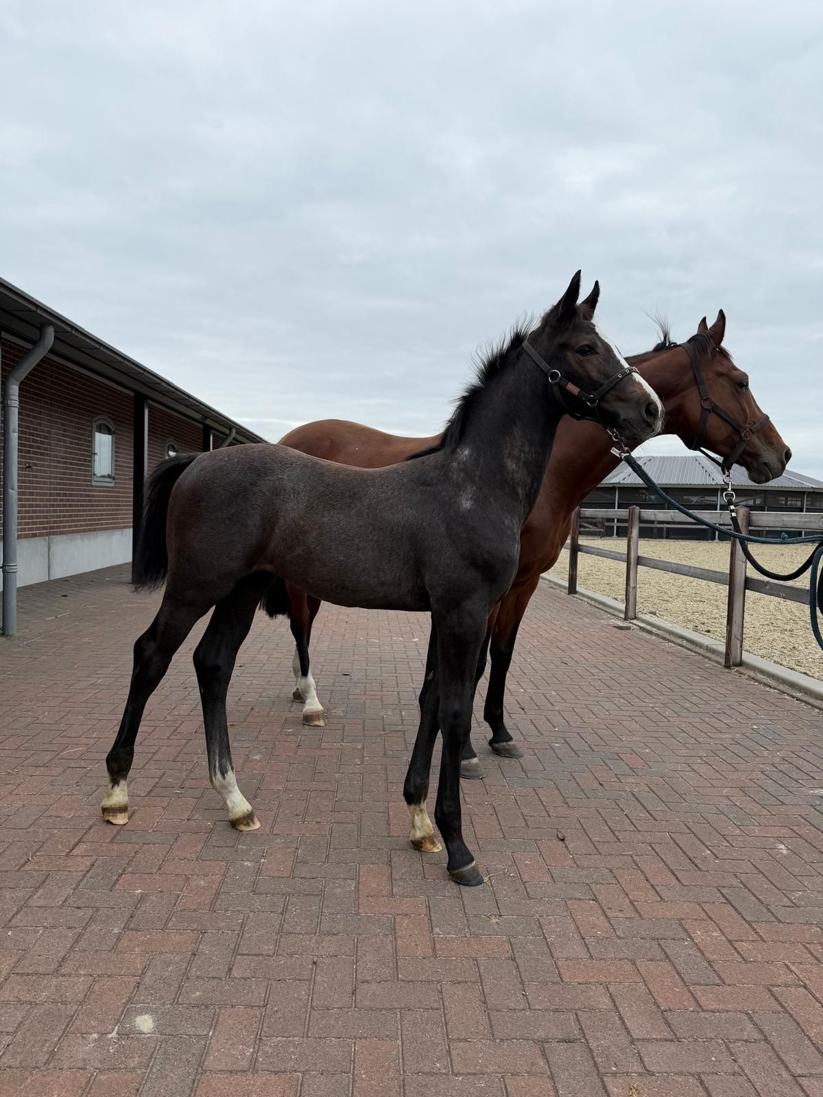 kwpn springpaard hengst 0 anos schimmel à venda - Foto 3