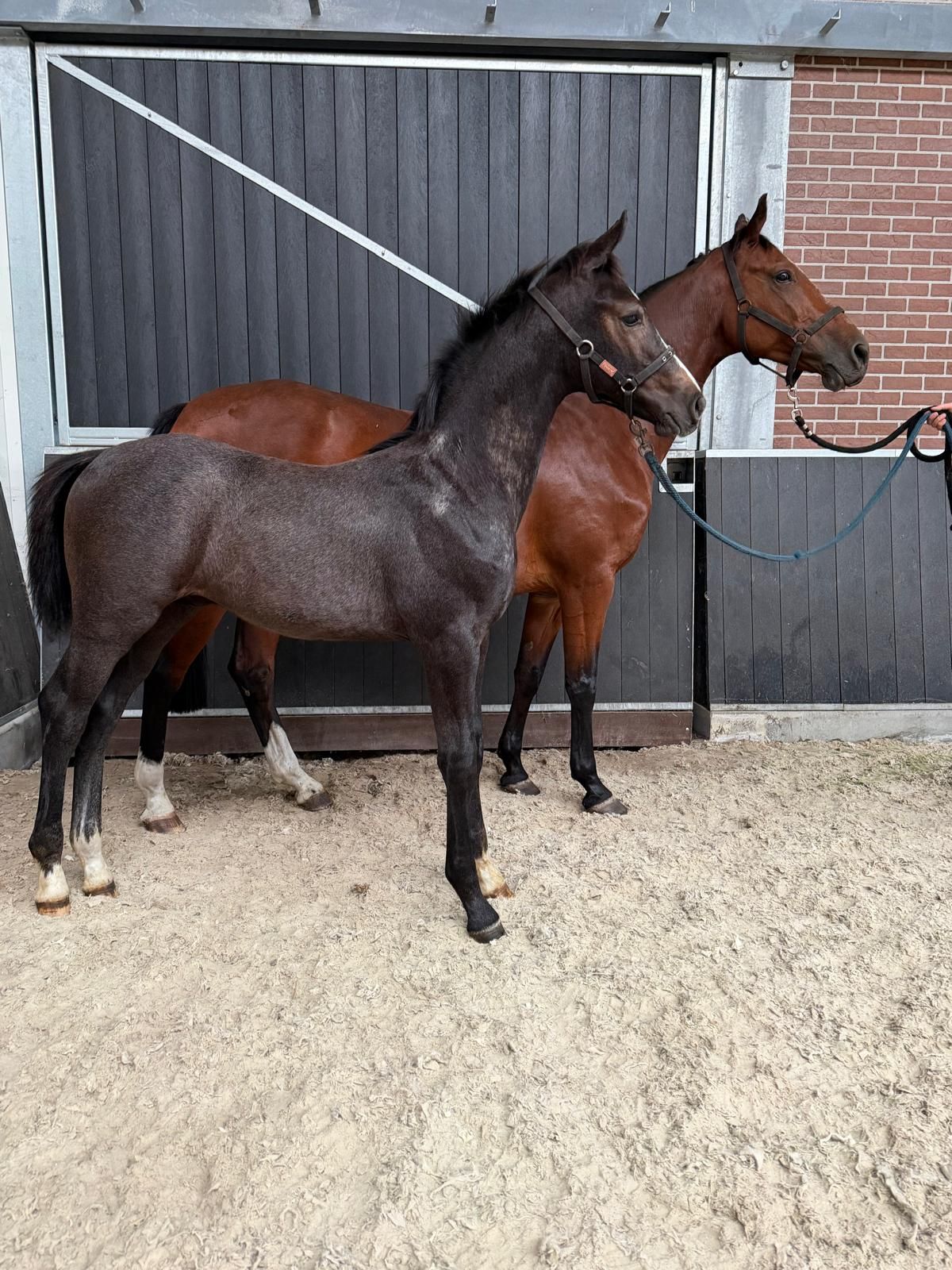 kwpn springpaard hengst 0 anos schimmel à venda - Foto 4