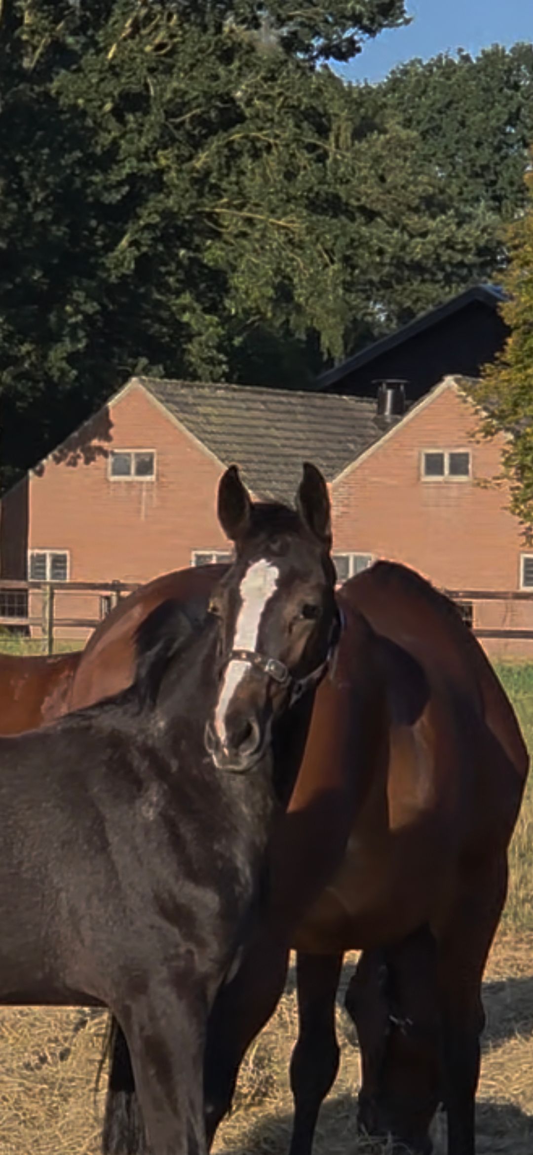 kwpn springpaard hengst 0 anos schimmel à venda - Foto 2