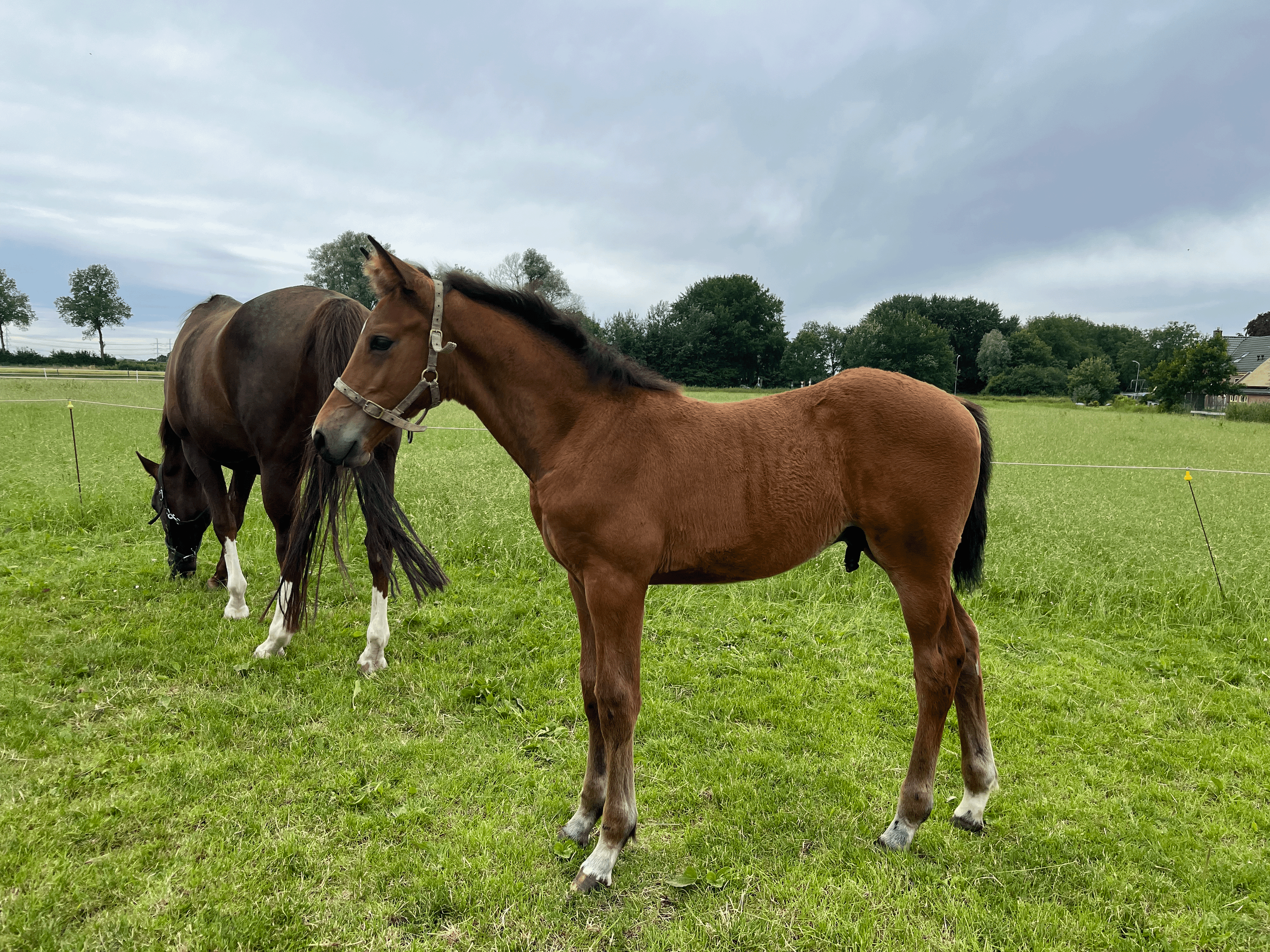 kwpn springpaard hengst 0 anos bruin à venda - Foto 2