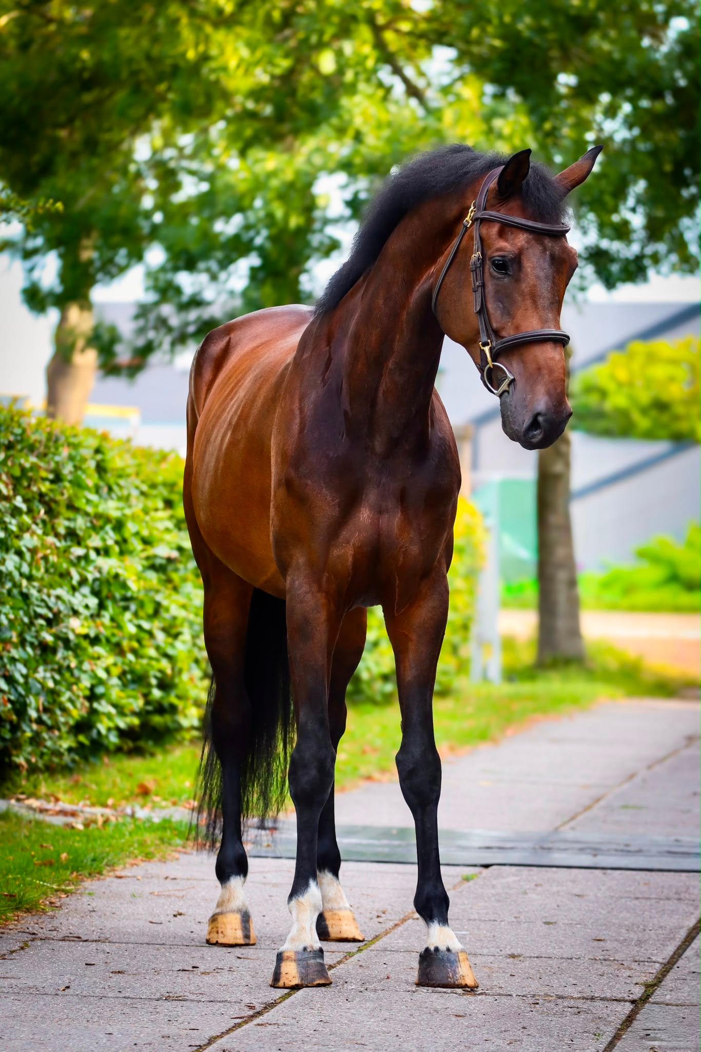 kwpn dressuurpaard merrie 7 anos donkerbruin à venda - Foto 2