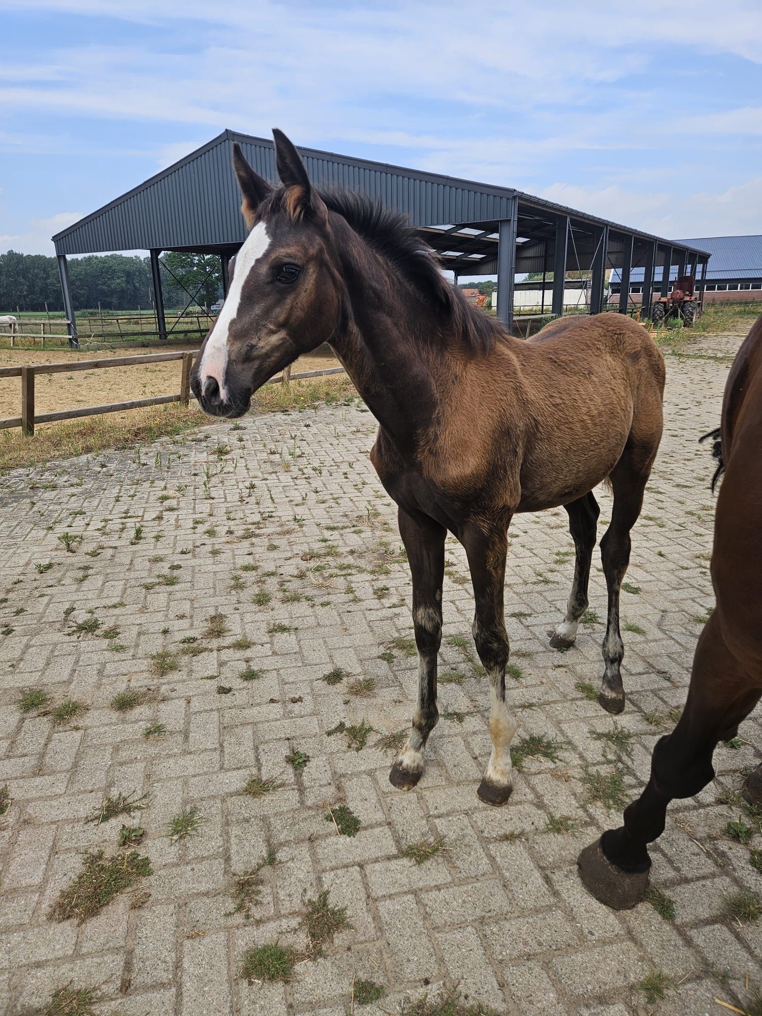 Merrie veulen, Don Julio de regor T40 Z x Harley VDL