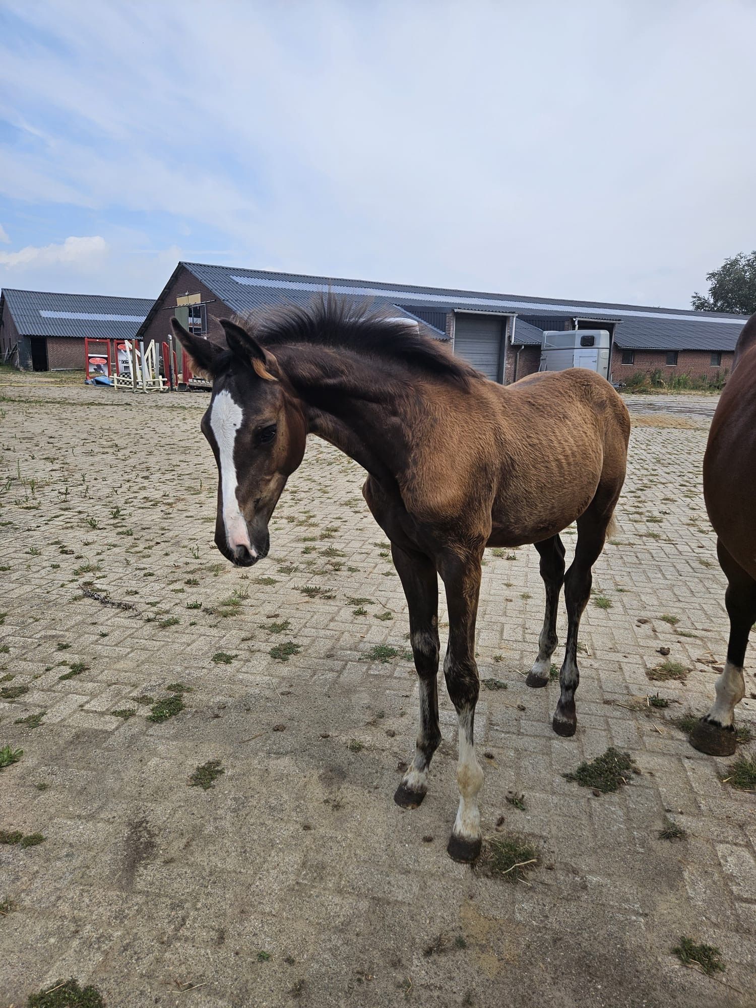anglo-europees springpaard merrie 0 jaar te koop - Foto 3
