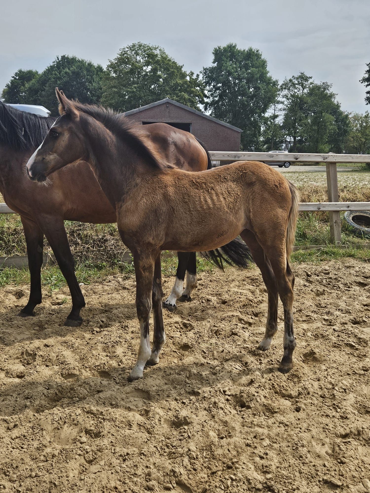 anglo-europees springpaard merrie 0 jaar te koop - Foto 2