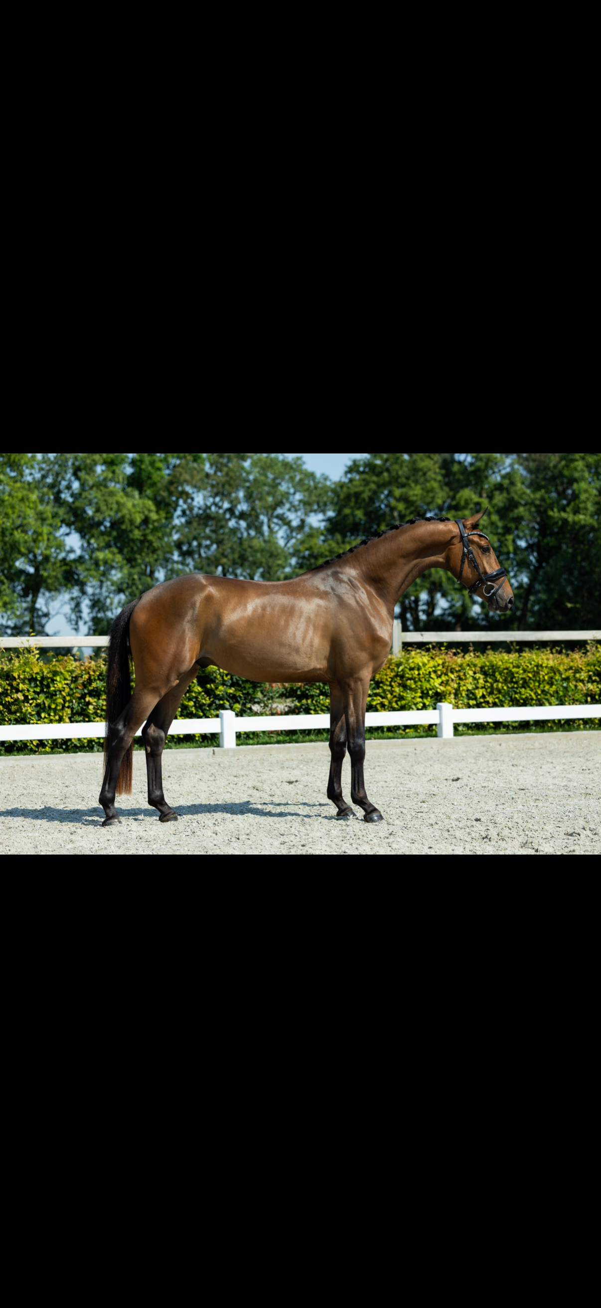 kwpn dressuurpaard ruin 3 Jahre alt bruin zu verkaufen - Foto 2