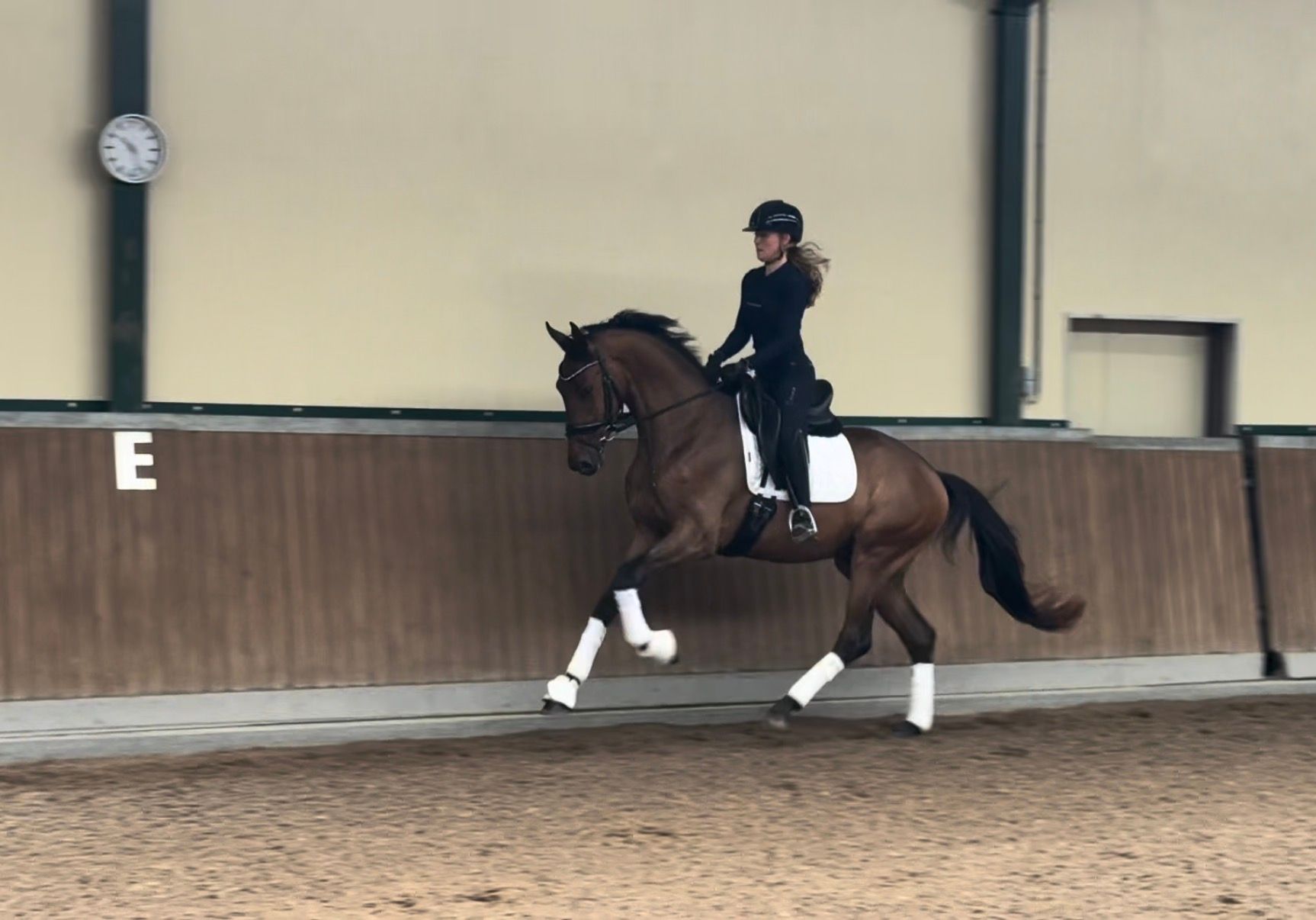 kwpn dressuurpaard ruin 3 Jahre alt bruin zu verkaufen - Foto 3