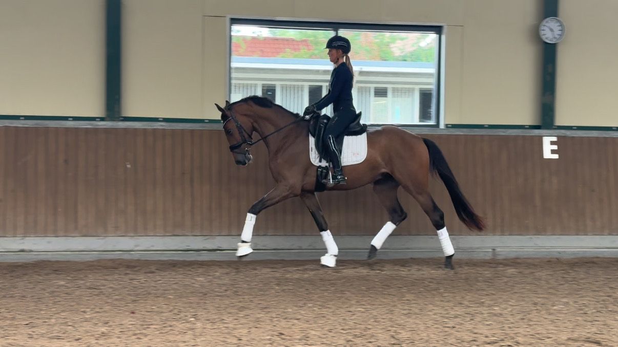 kwpn dressuurpaard ruin 3 Jahre alt bruin zu verkaufen - Foto 4
