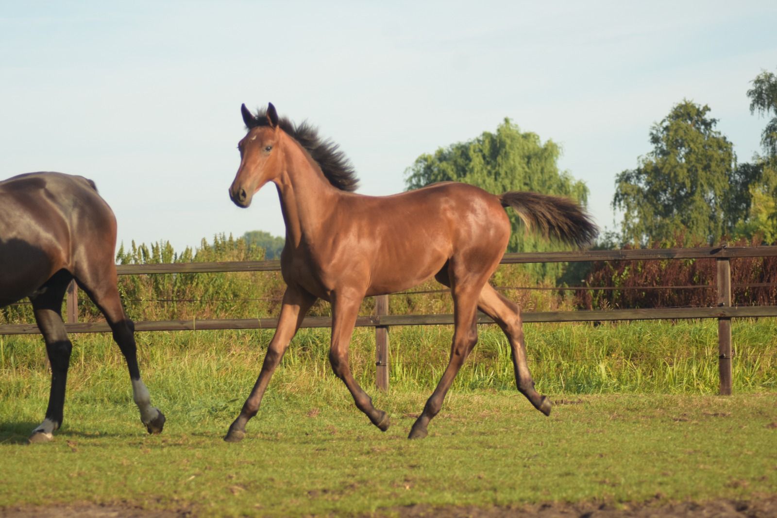 Filly foal