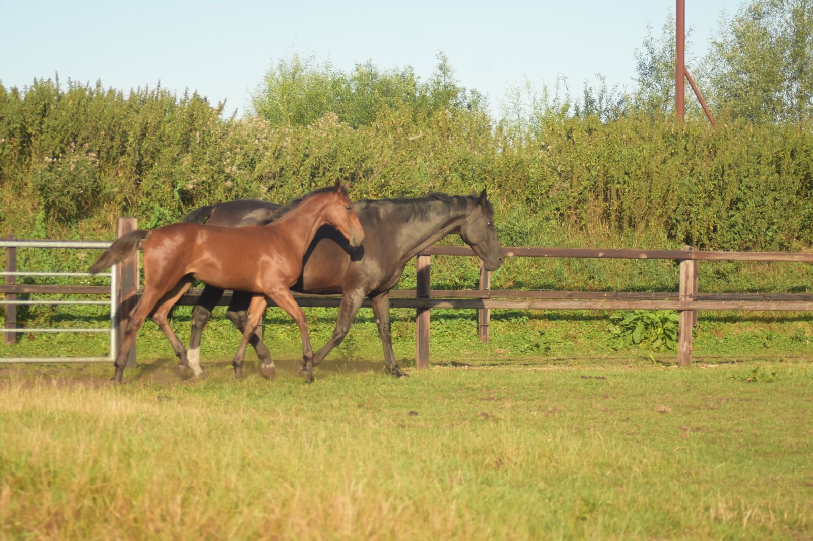 kwpn springpaard merrie 0 years old bruin for sale - Photo 2