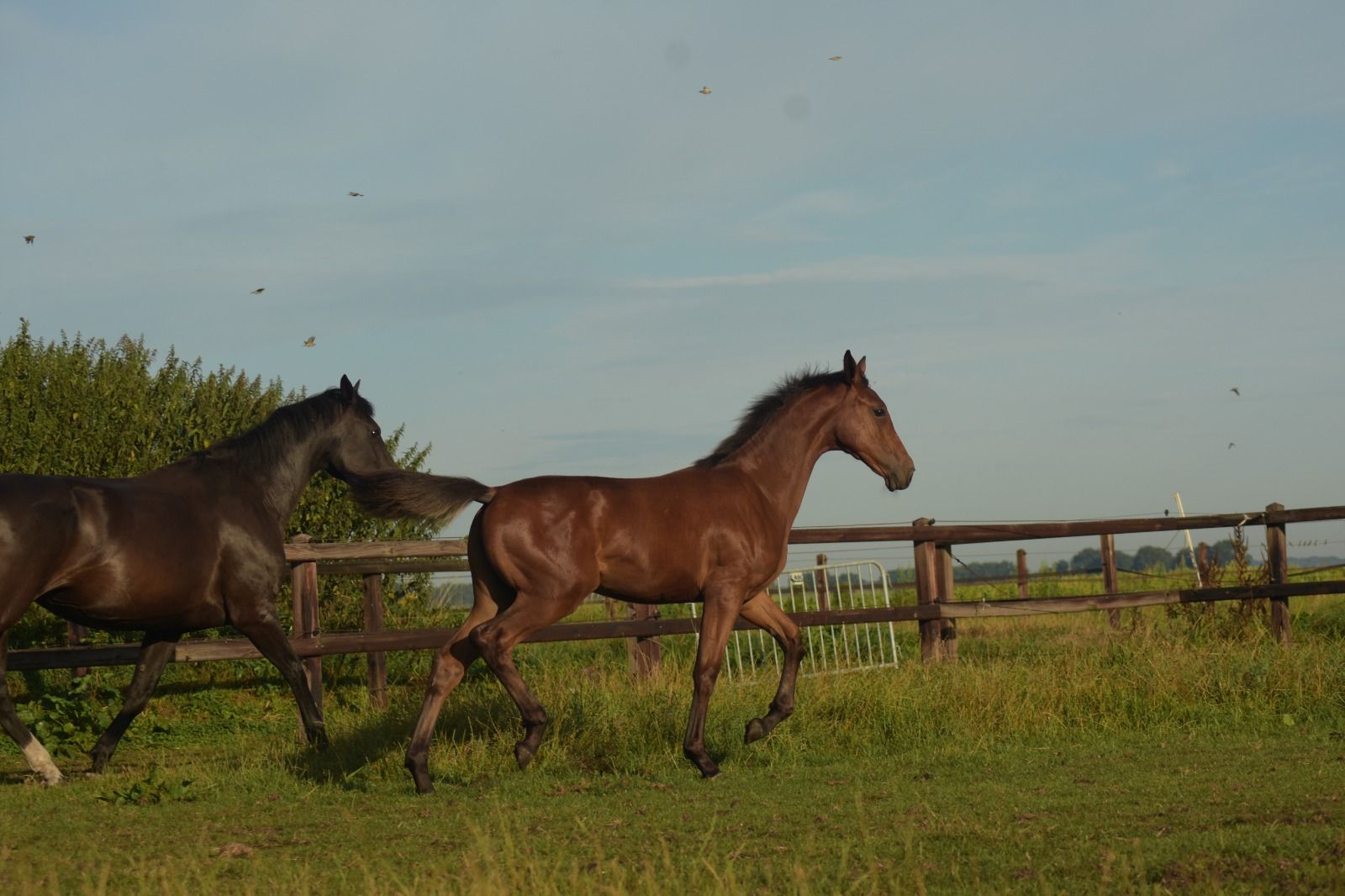 kwpn springpaard merrie 0 years old bruin for sale - Photo 3