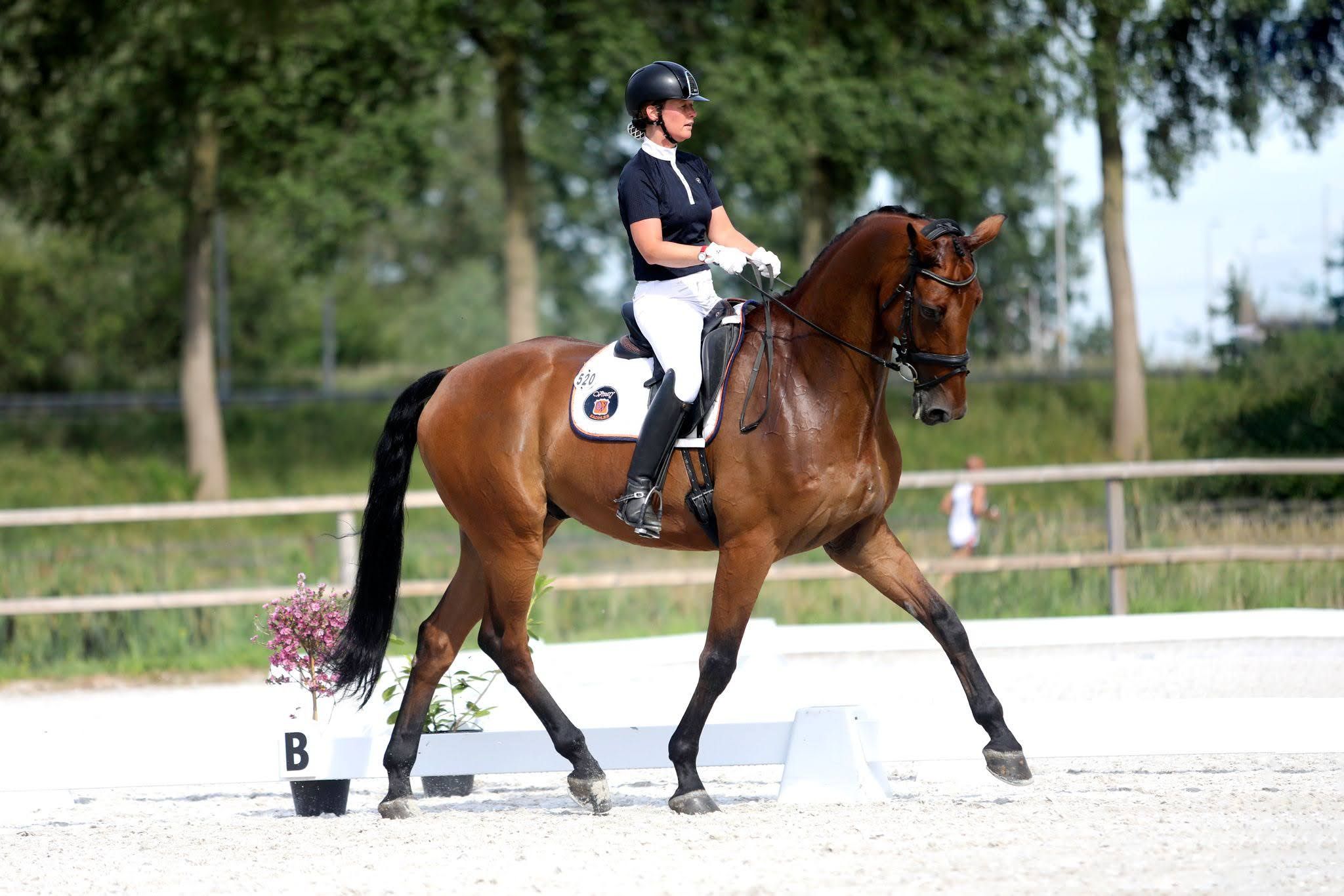 Indicio (Lord Leatherdale x Sir Sinclair)