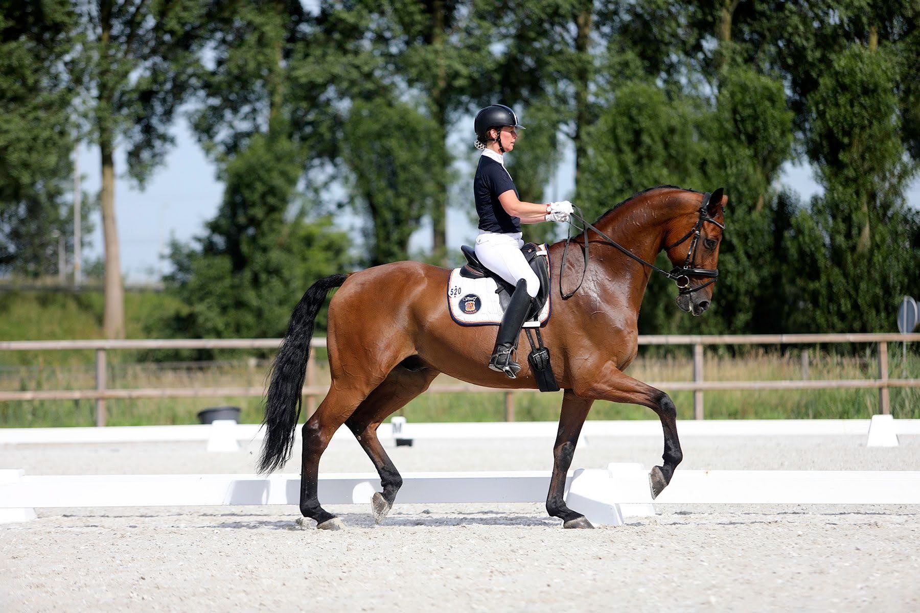 kwpn dressuurpaard ruin 13 years old bruin for sale - Photo 2