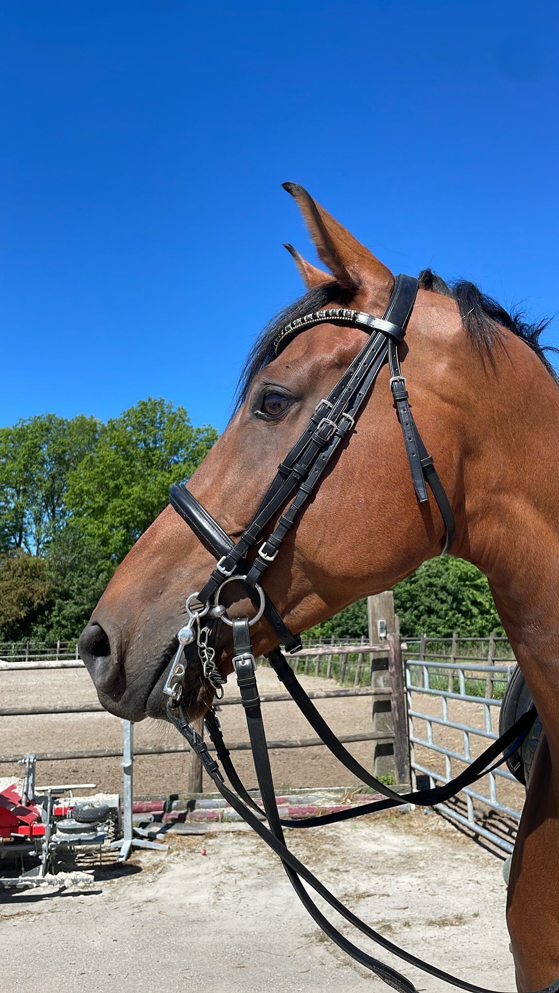 kwpn dressuurpaard ruin 8 anni bruin in vendita - Foto 2