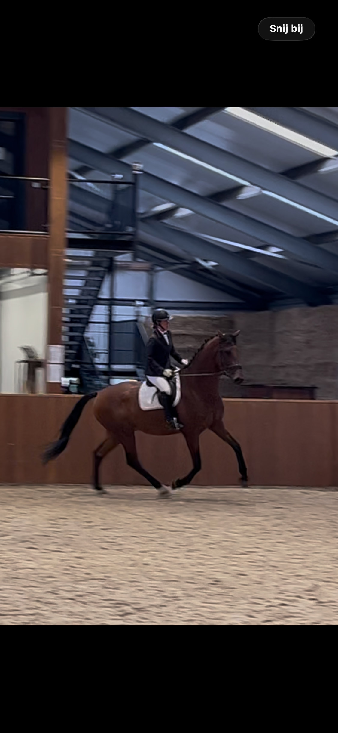 kwpn dressuurpaard ruin 8 anni bruin in vendita - Foto 4