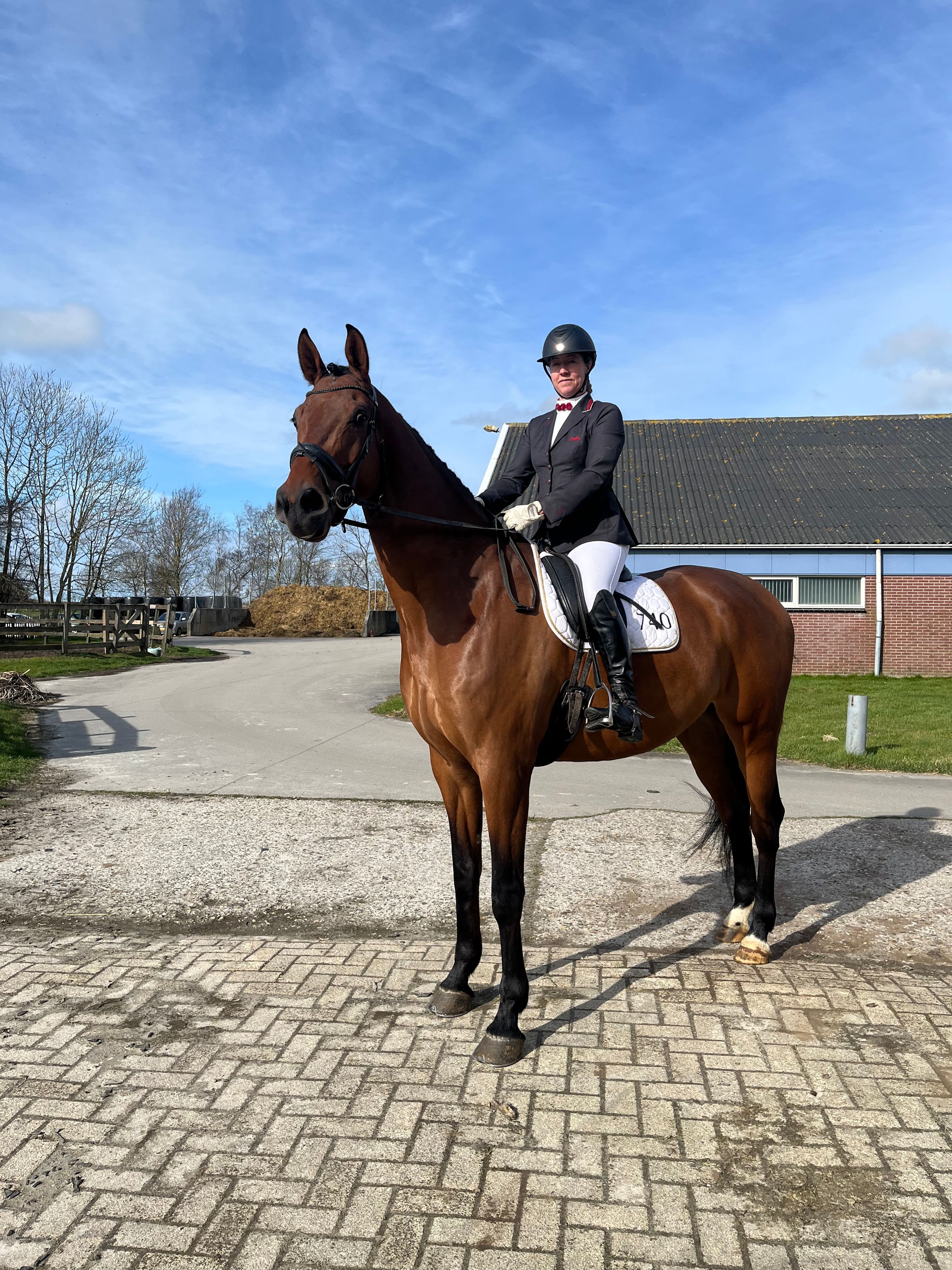 kwpn dressuurpaard ruin 8 anni bruin in vendita - Foto 5