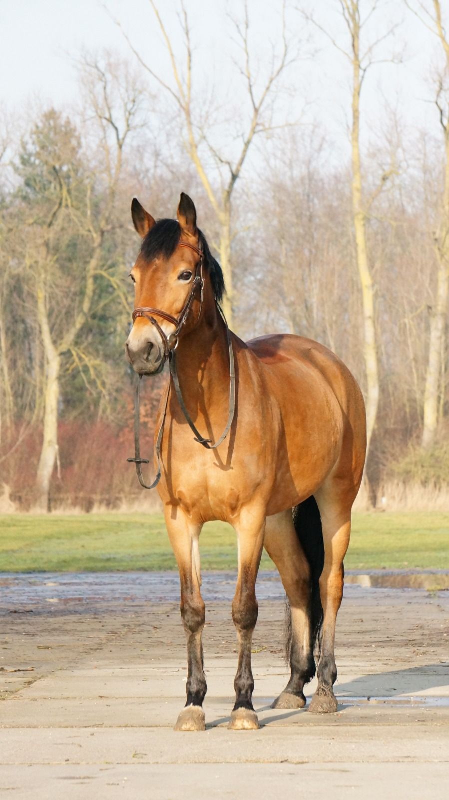 new-forest eventingpony merrie 10 years old bruin for sale - Photo 4