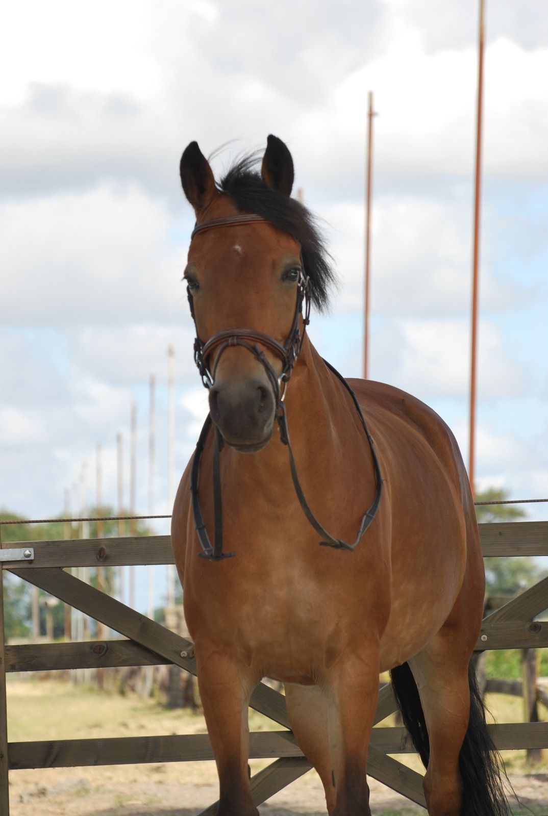new-forest eventingpony merrie 10 years old bruin for sale - Photo 2