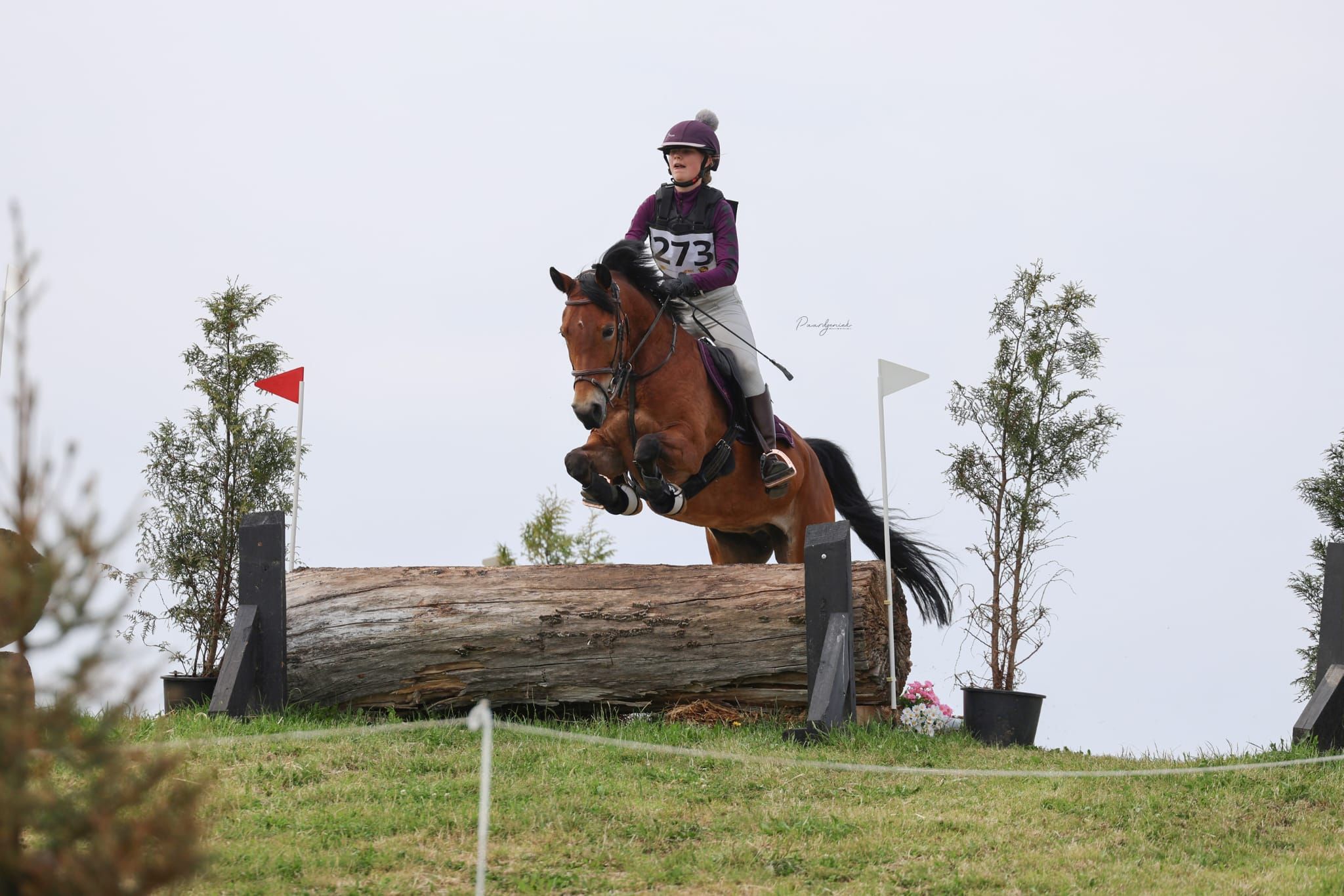 new-forest eventingpony merrie 10 years old bruin for sale - Photo 3