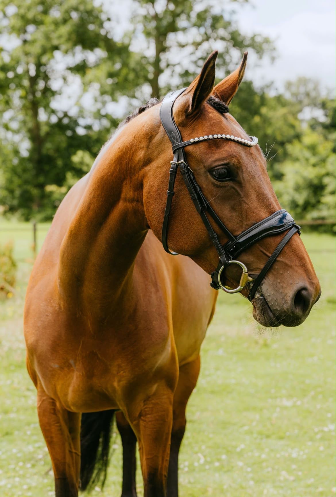 Lieve 7-jarige merrie van Desperado.