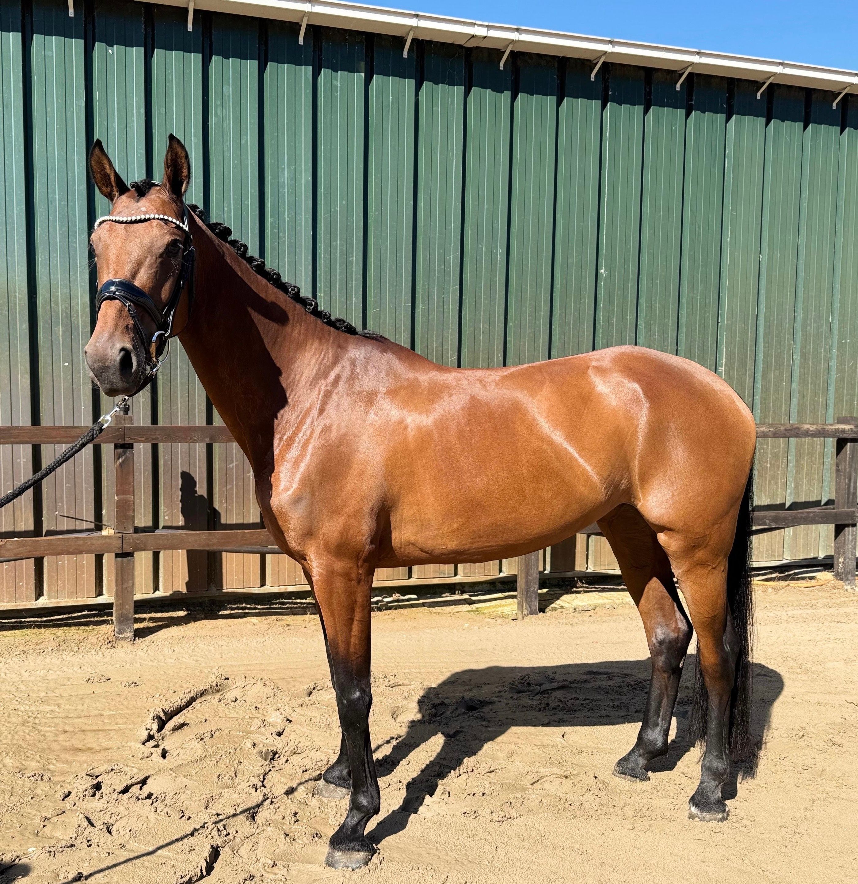 kwpn dressuurpaard merrie 7 jaar bruin te koop - Foto 2