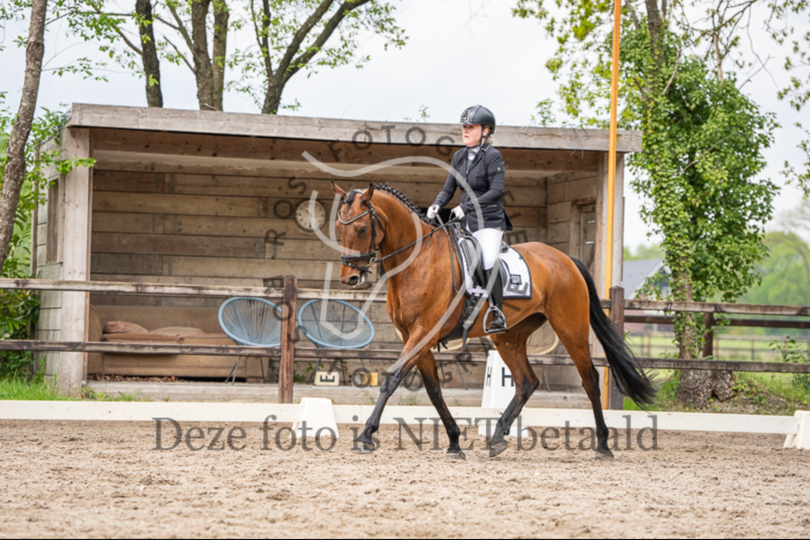 kwpn dressuurpaard merrie 7 jaar bruin te koop - Foto 3
